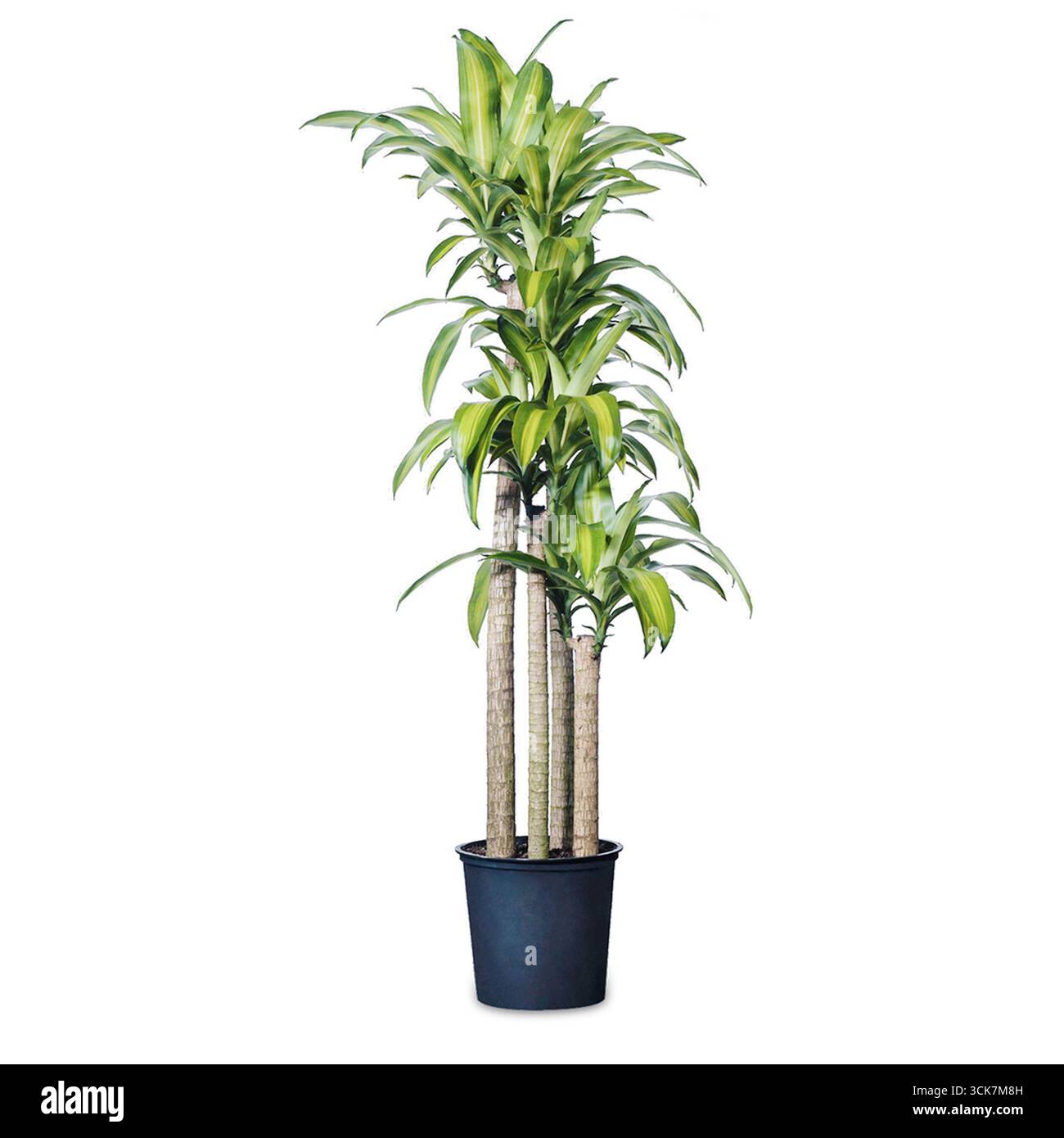 Eine hohe künstliche Pflanze mit sattgrünen Blättern in einem schwarzen Topf, ideal für Innendekorationen. Stockfoto Eine hohe künstliche Pflanze mit sattgrünen Blättern in einem schwarzen Topf, ideal für Innendekorationen. Stockfoto