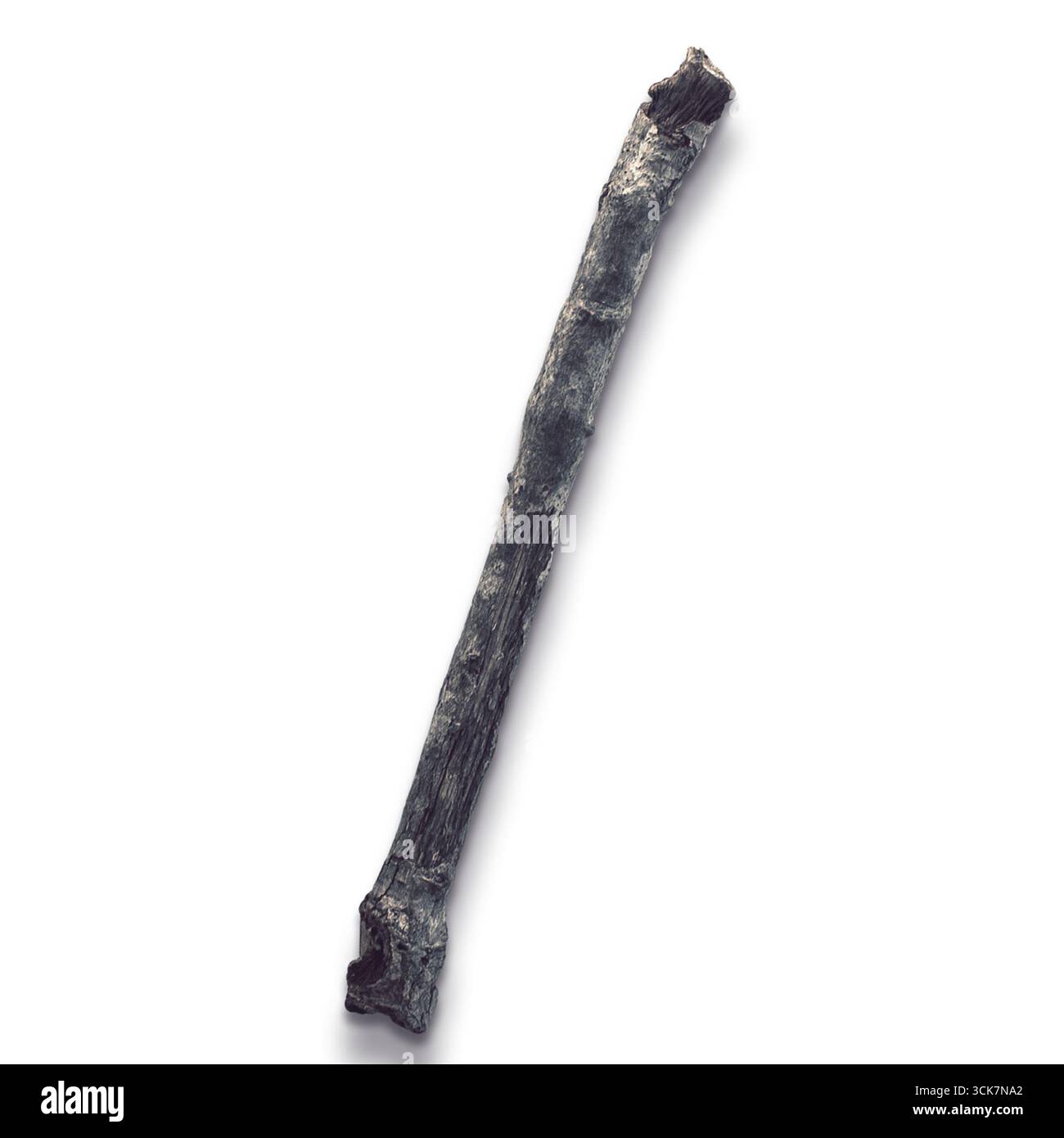 Ein langer, schlanker Knochen, möglicherweise ein Artefakt oder Werkzeug, der natürliche Textur und Form zeigt. Stockfoto