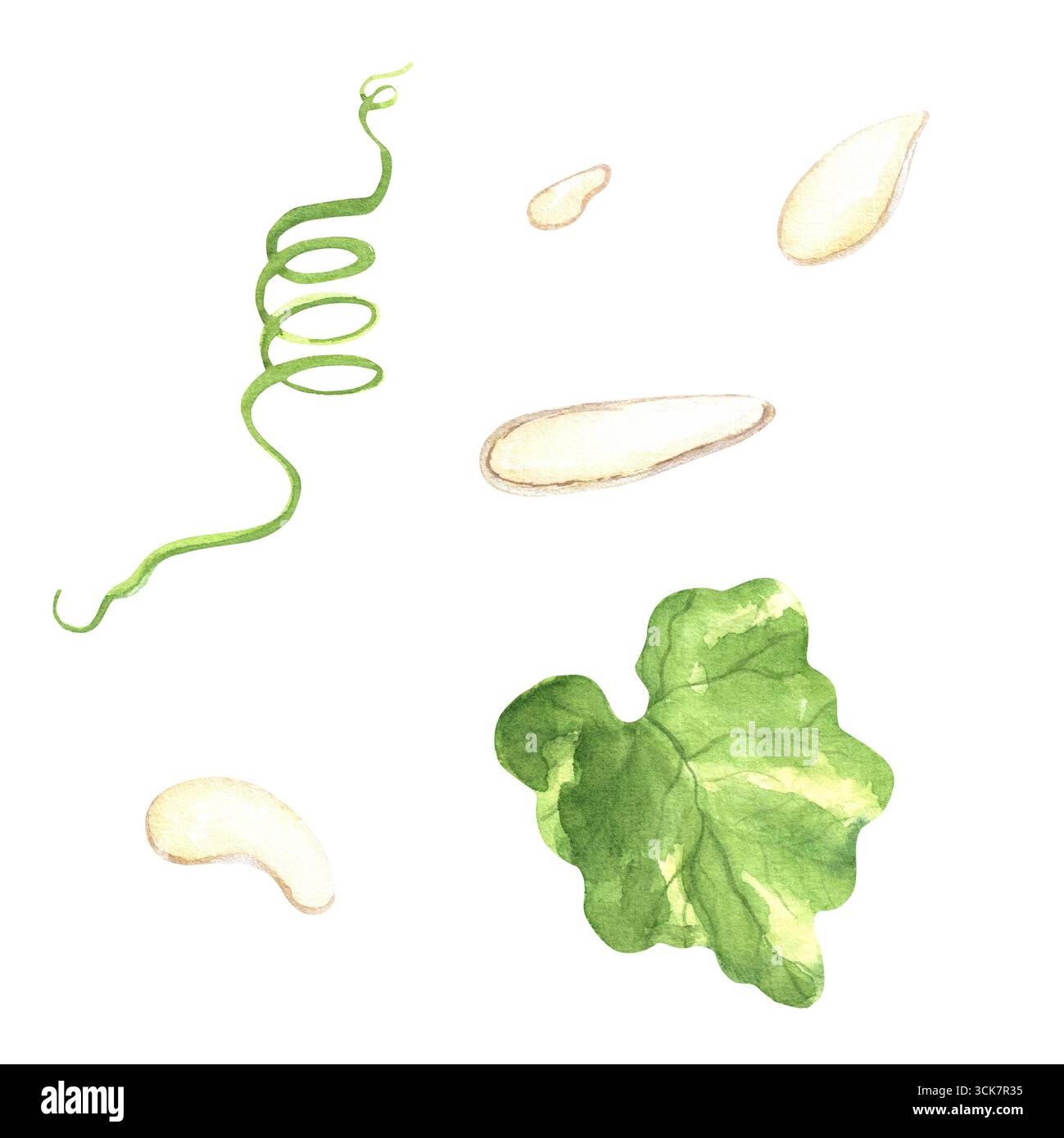 Spiralförmiger Kürbisstiel, grünes Blatt und Kürbiskerne. Gemüsegartenpflanze. Thanksgiving Urlaub Clipart. Handgezeichnete Illustration für Dekora Stockfoto