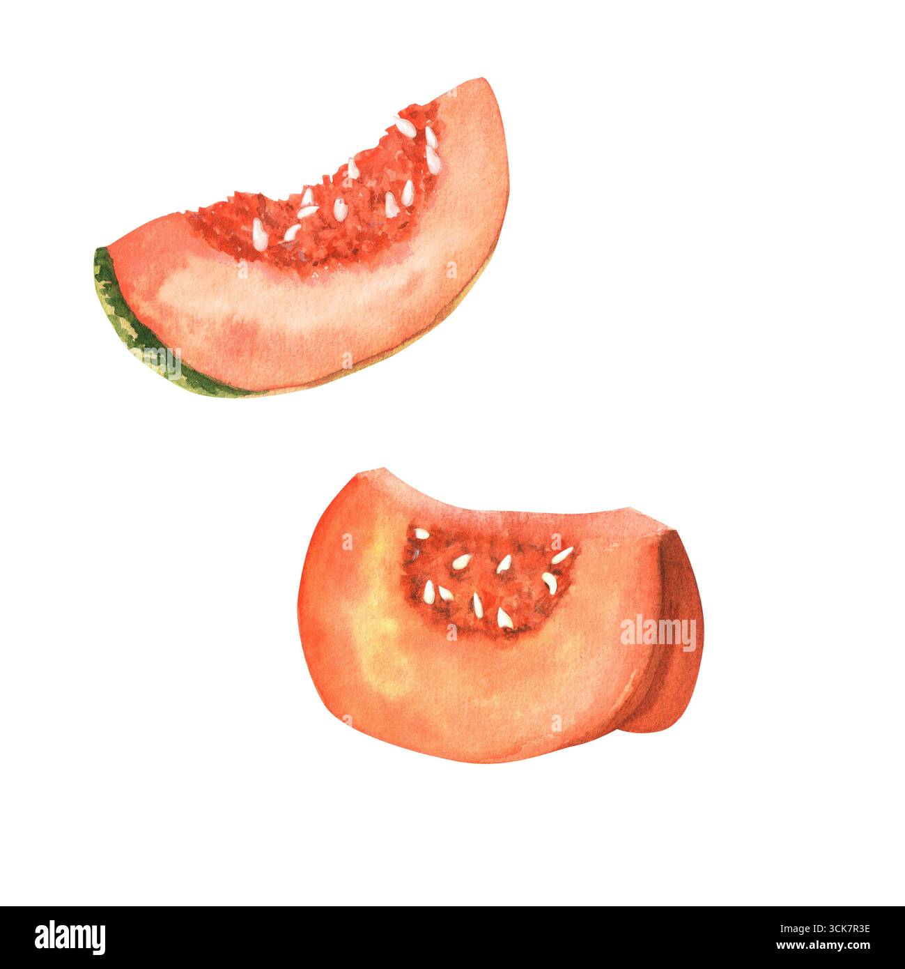 Zwei orangefarbene Kürbisscheiben, mit Aquarell bemalt. Gemüsegartenpflanze. Thanksgiving Urlaub Clipart. Handgezeichnete Illustration zum Dekorieren von Rezepten Stockfoto