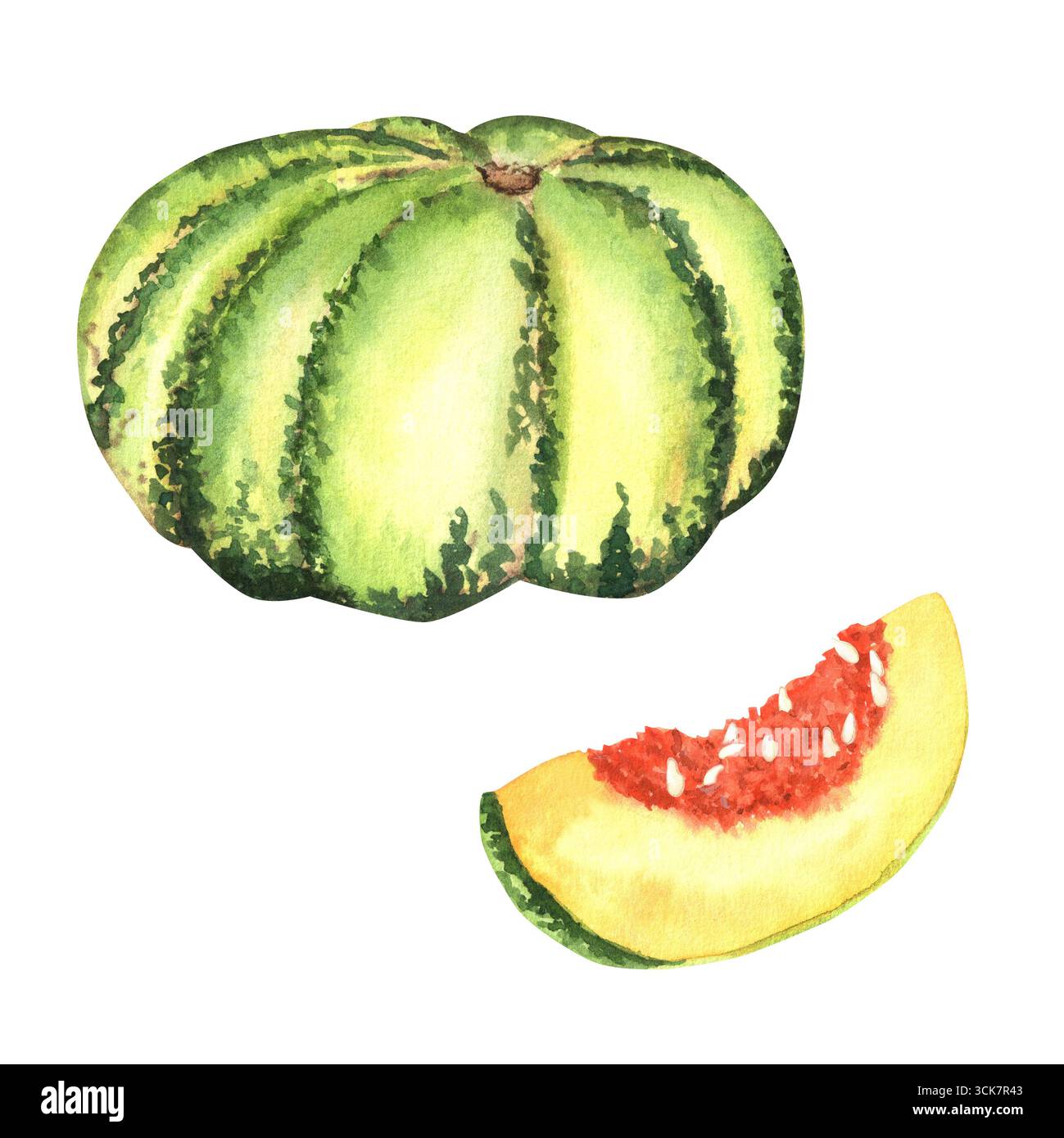 Ein großer grüner Kürbis und eine gelb-orangene Scheibe, die mit Aquarell bemalt ist. Gemüsegartenpflanze. Thanksgiving Urlaub Clipart. Handgezeichnete Abbildung f Stockfoto