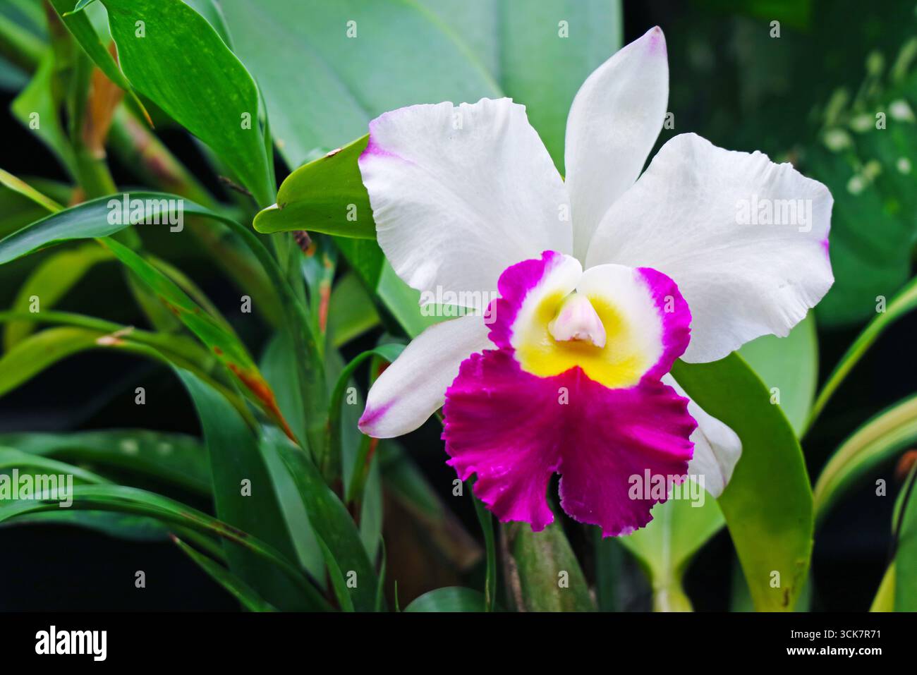 Ein auffälliges Gartenjuwel, ein Cattleya in voller Blüte Stockfoto
