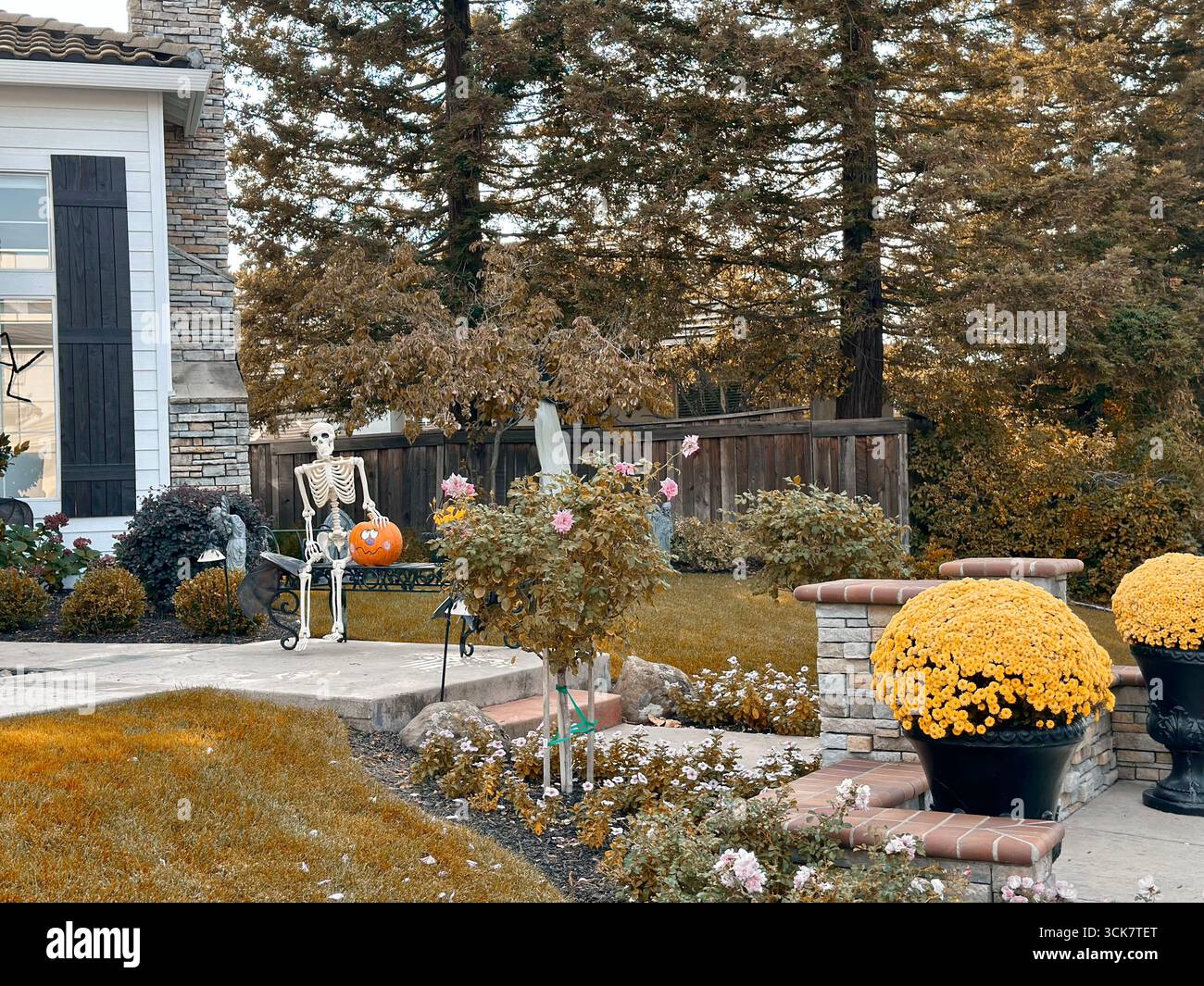 Skelett mit Kürbis im Herbstfarbenen Halloween-Hof - Smartphone-aufgenommenes Stockfoto