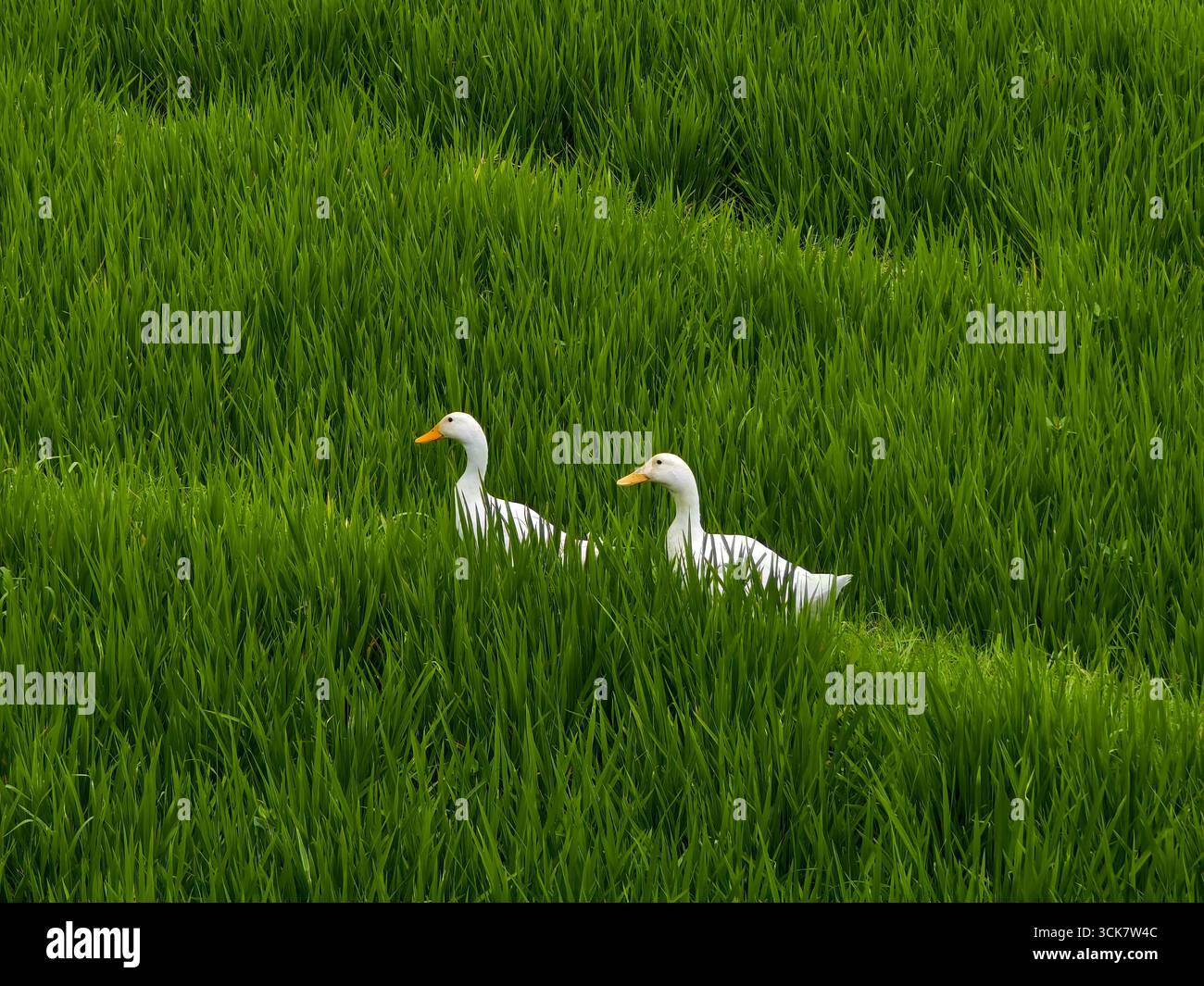 Zwei weiße Enten, die durch ein Green Rice Field laufen Stockfoto