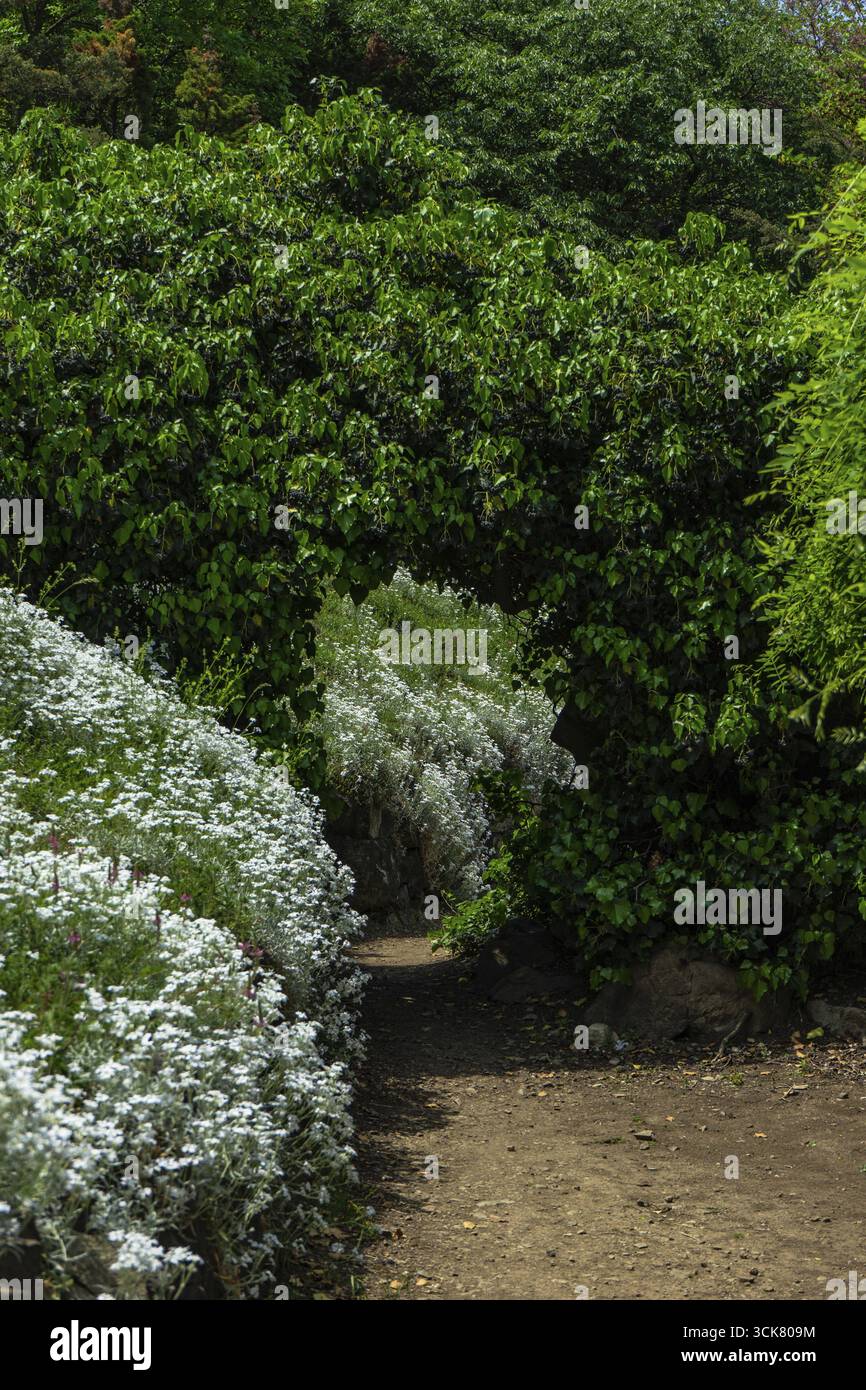 Alter Steppweg im Frühjahrswald mit blühenden Sträuchern Stockfoto