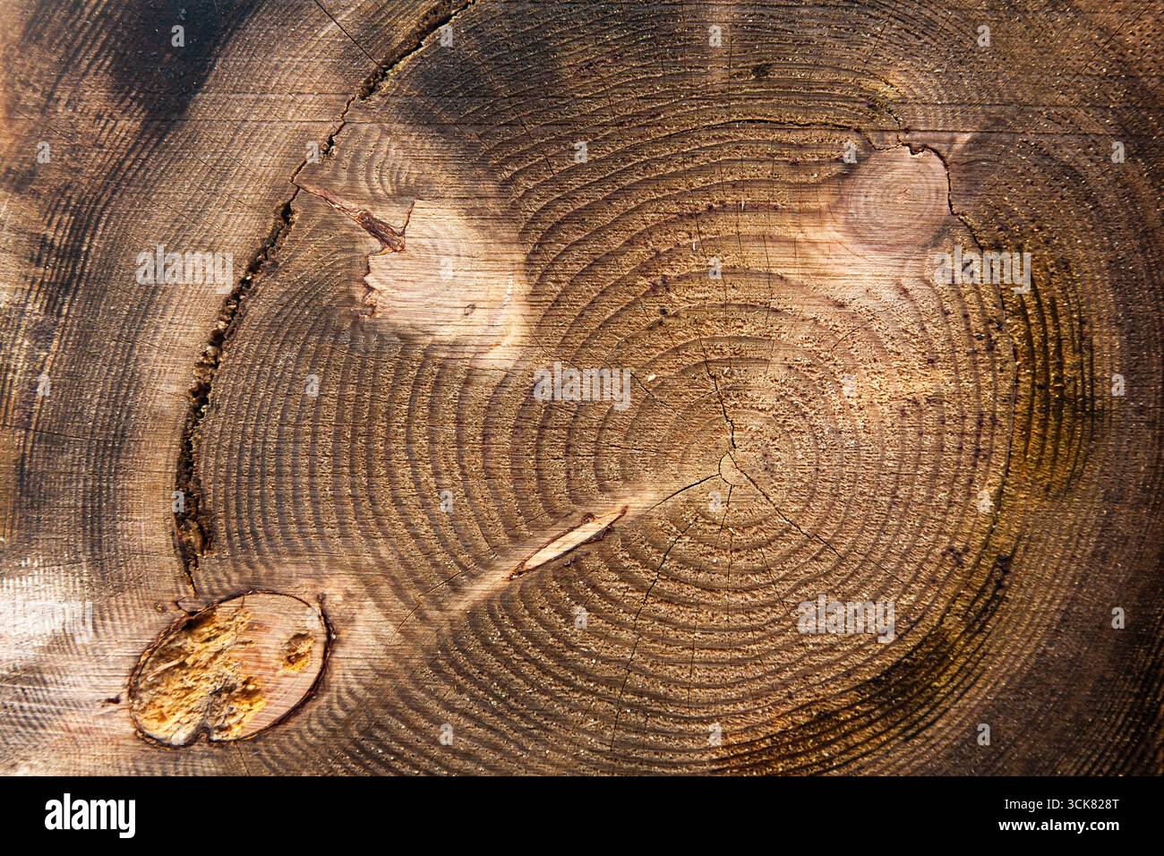 Die Textur des geschnittenen Baumes mit Wachstumsringen. Querschnitt eines Baumes, Nahaufnahme. Stockfoto