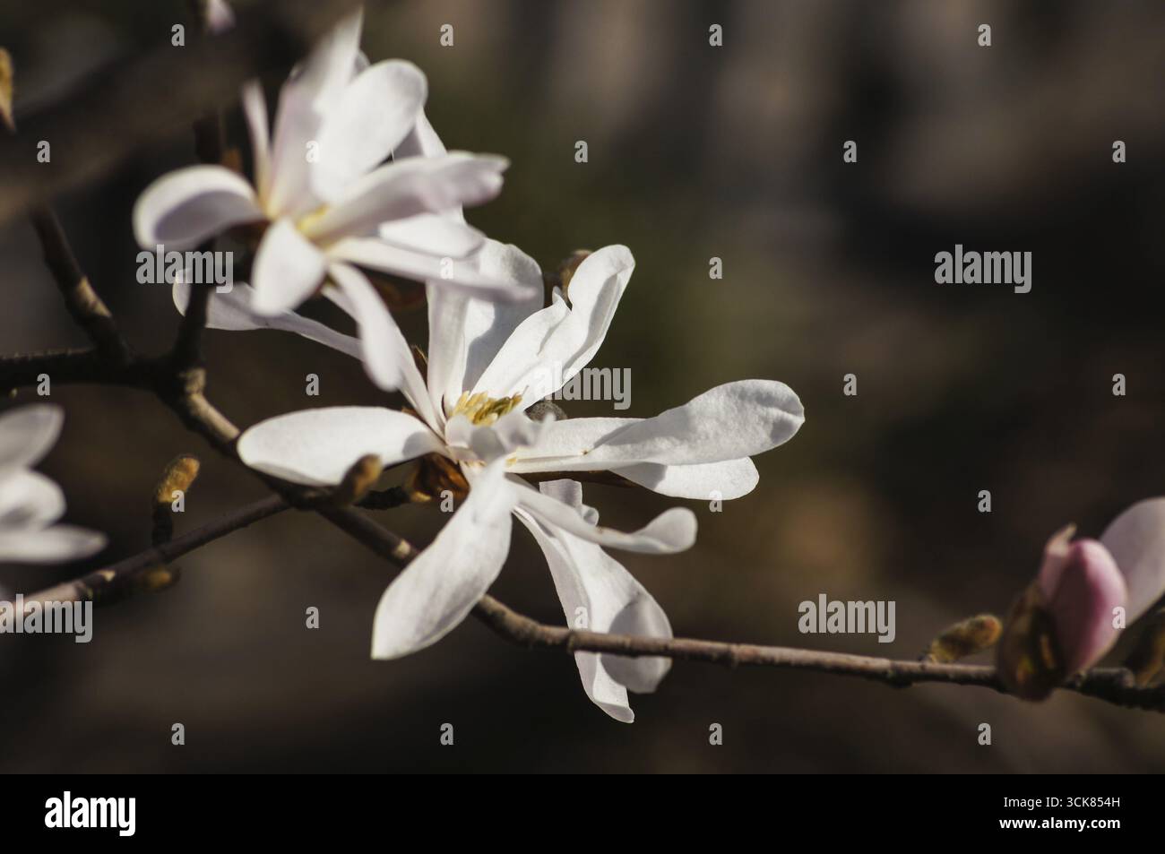 Blüte der Magnolie in der Garten, Frühling Stockfoto