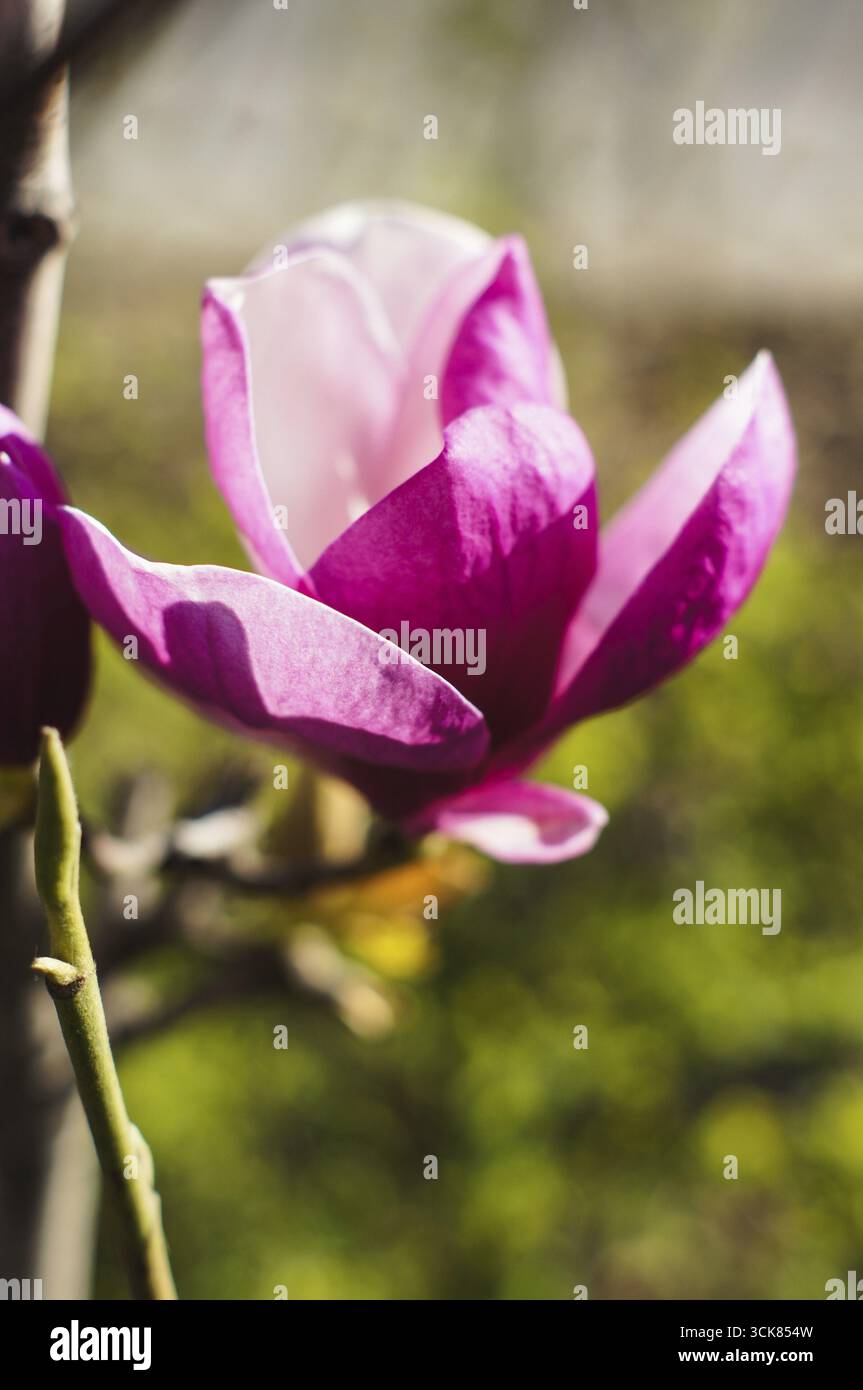Blüte der Magnolie in der Garten, Frühling Stockfoto