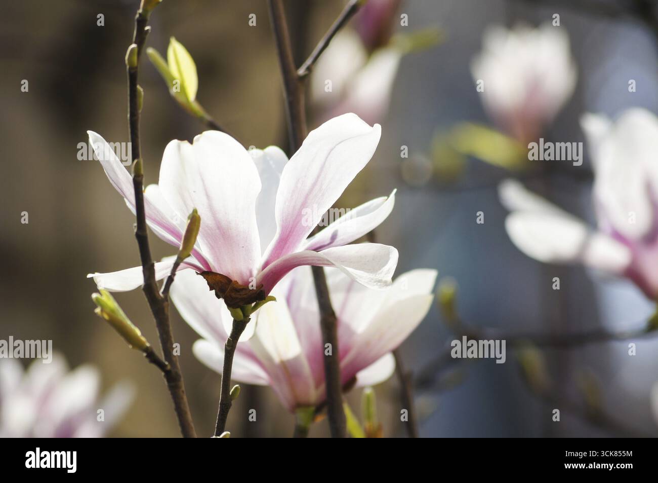 Blüte der Magnolie in der Garten, Frühling Stockfoto