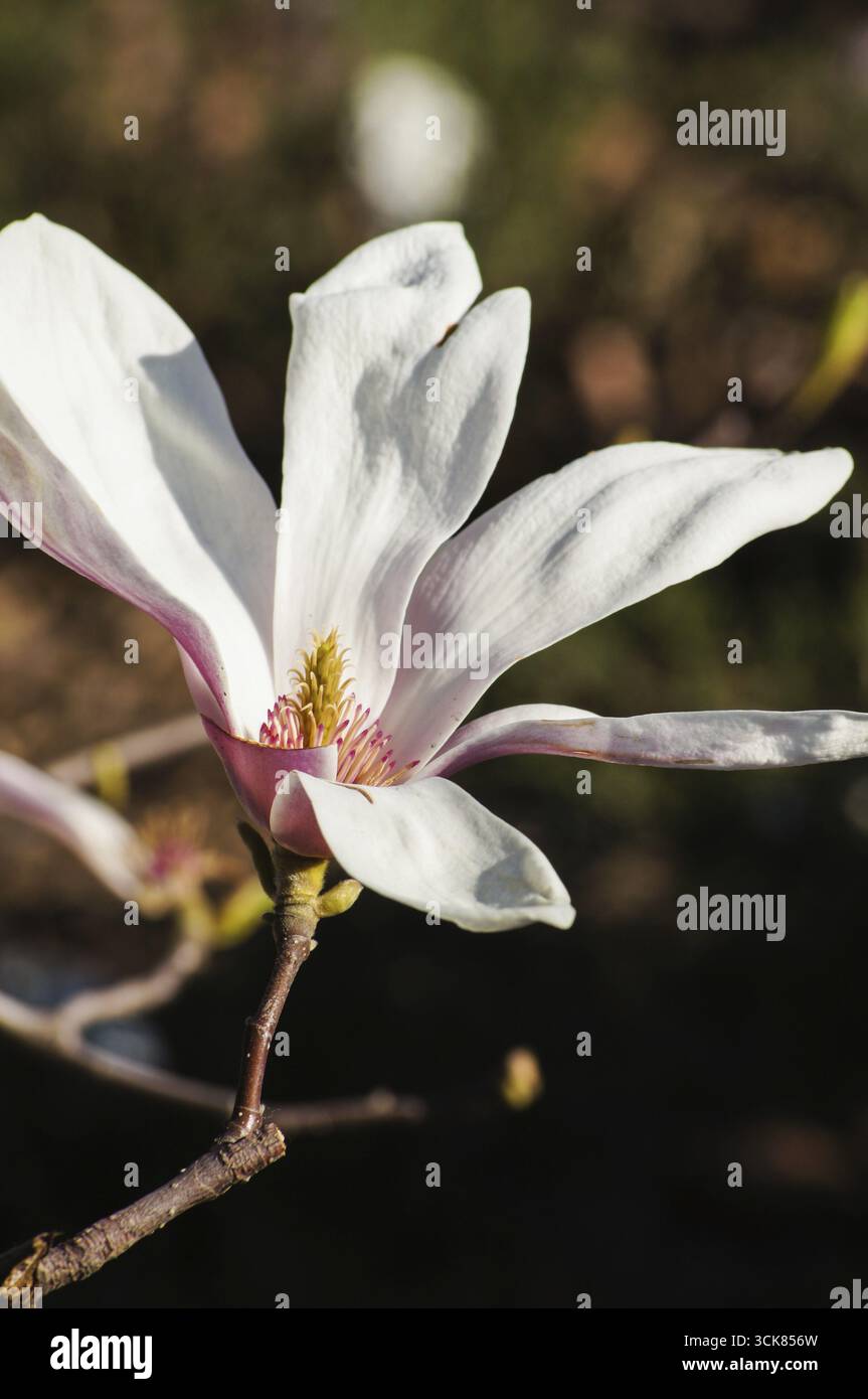 Blüte der Magnolie in der Garten, Frühling Stockfoto