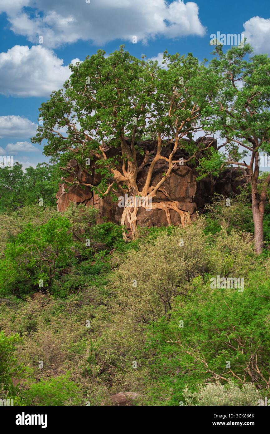 feigengestein, Ficus petiolaris, an einem Granitgestein im Busch, in der Wildnis Südafrikas Stockfoto feigengestein, Ficus petiolaris, an einem Granitgestein im Busch, in der Wildnis Südafrikas Stockfoto