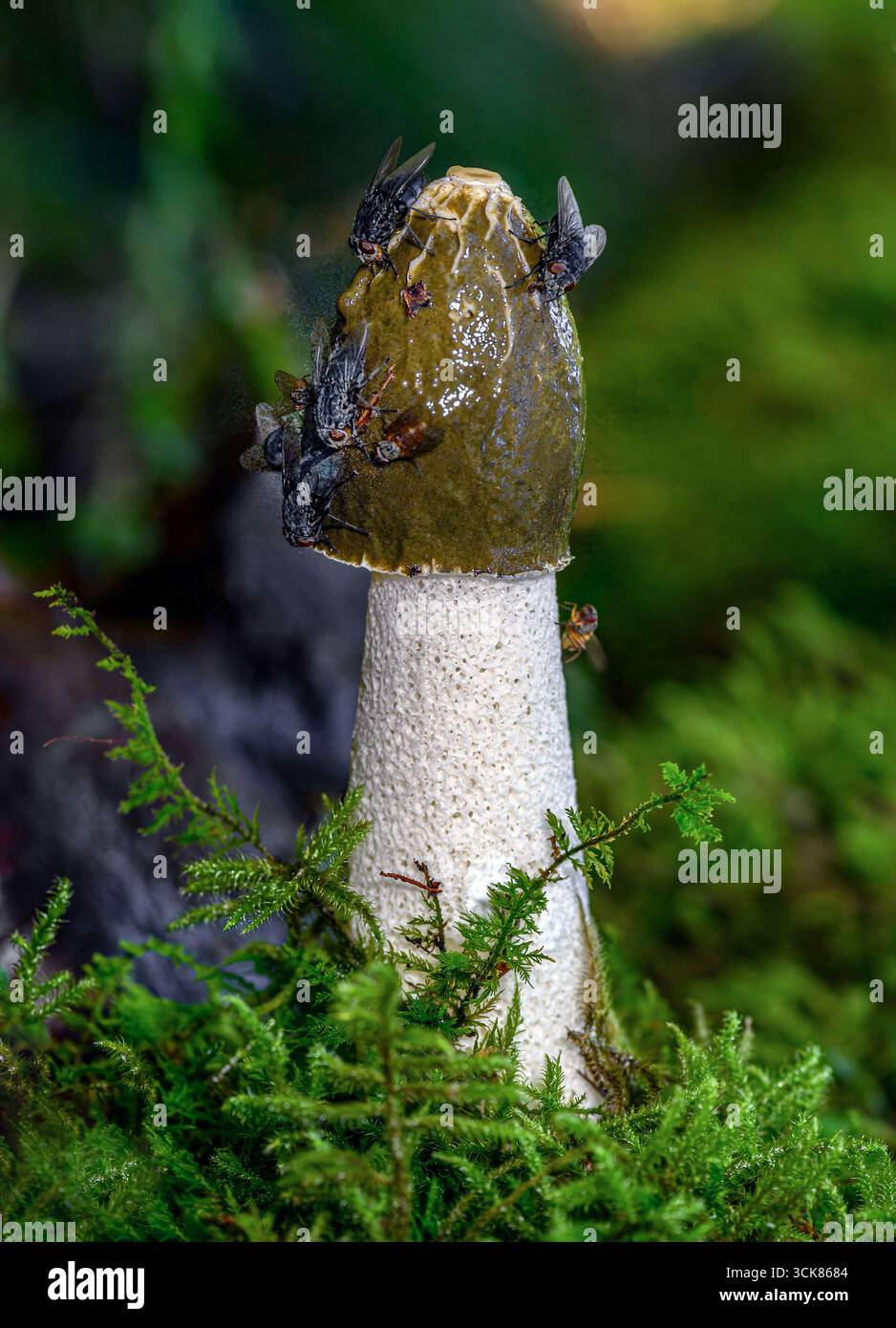 Stinkhorn (Phallus impudicus), reifes Exemplar. Foto aus Hidra im Südwesten Norwegens im September. Stockfoto