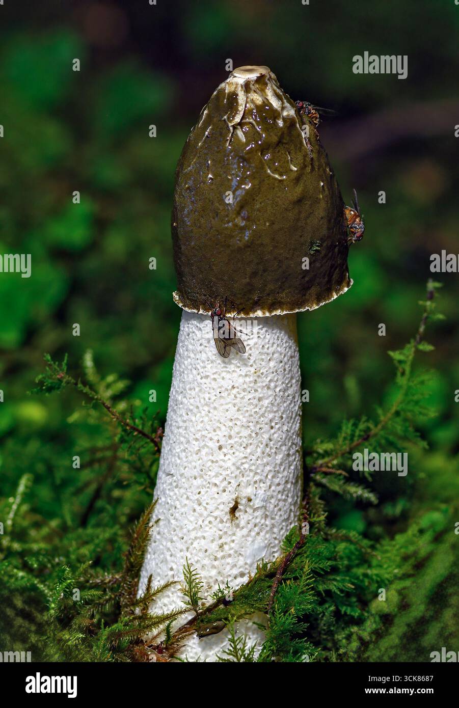 Stinkhorn (Phallus impudicus), reifes Exemplar. Foto aus Hidra im Südwesten Norwegens im September. Stockfoto