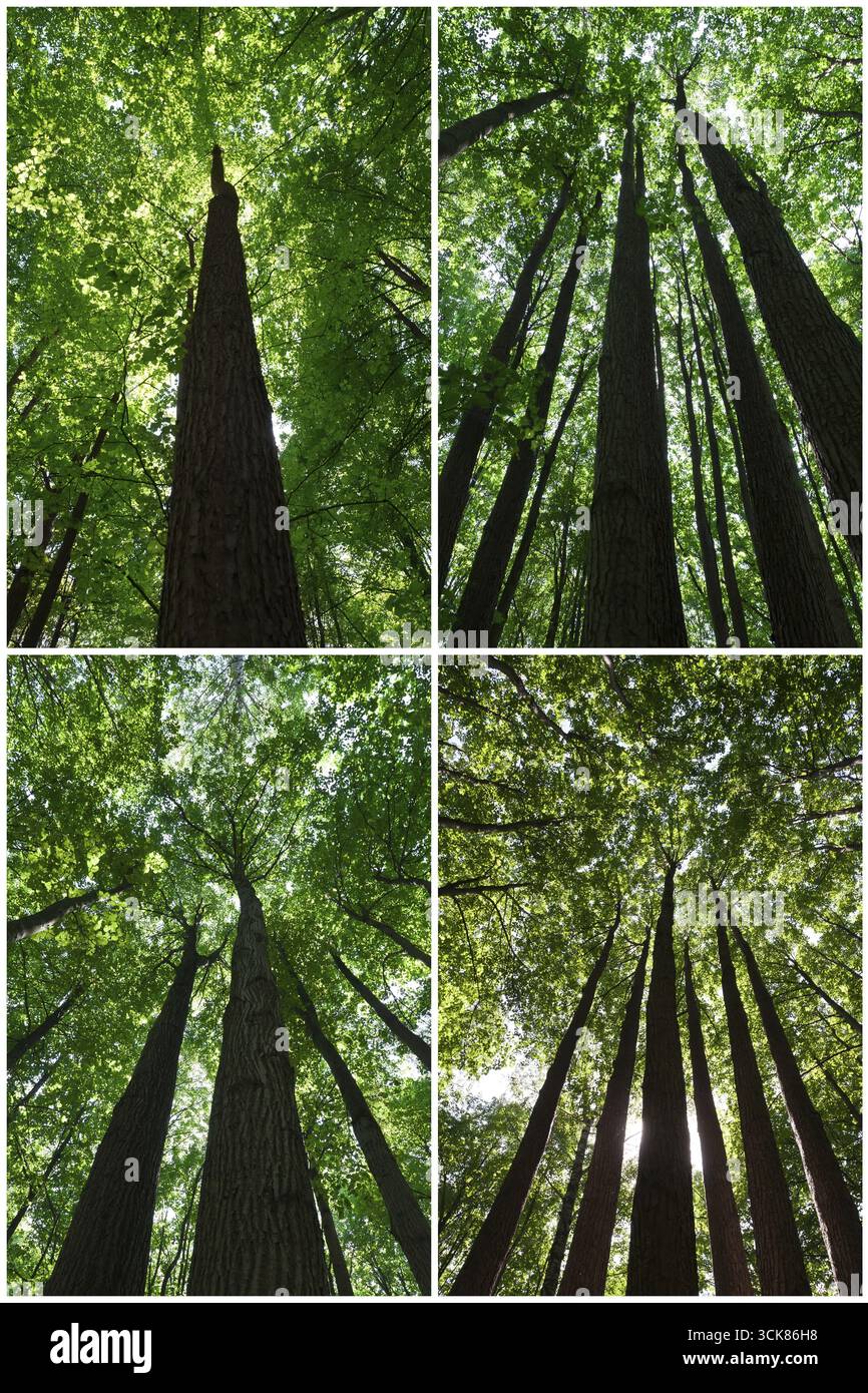 Schöne Fotos von grünen Wäldern an sonnigen Tag Stockfoto