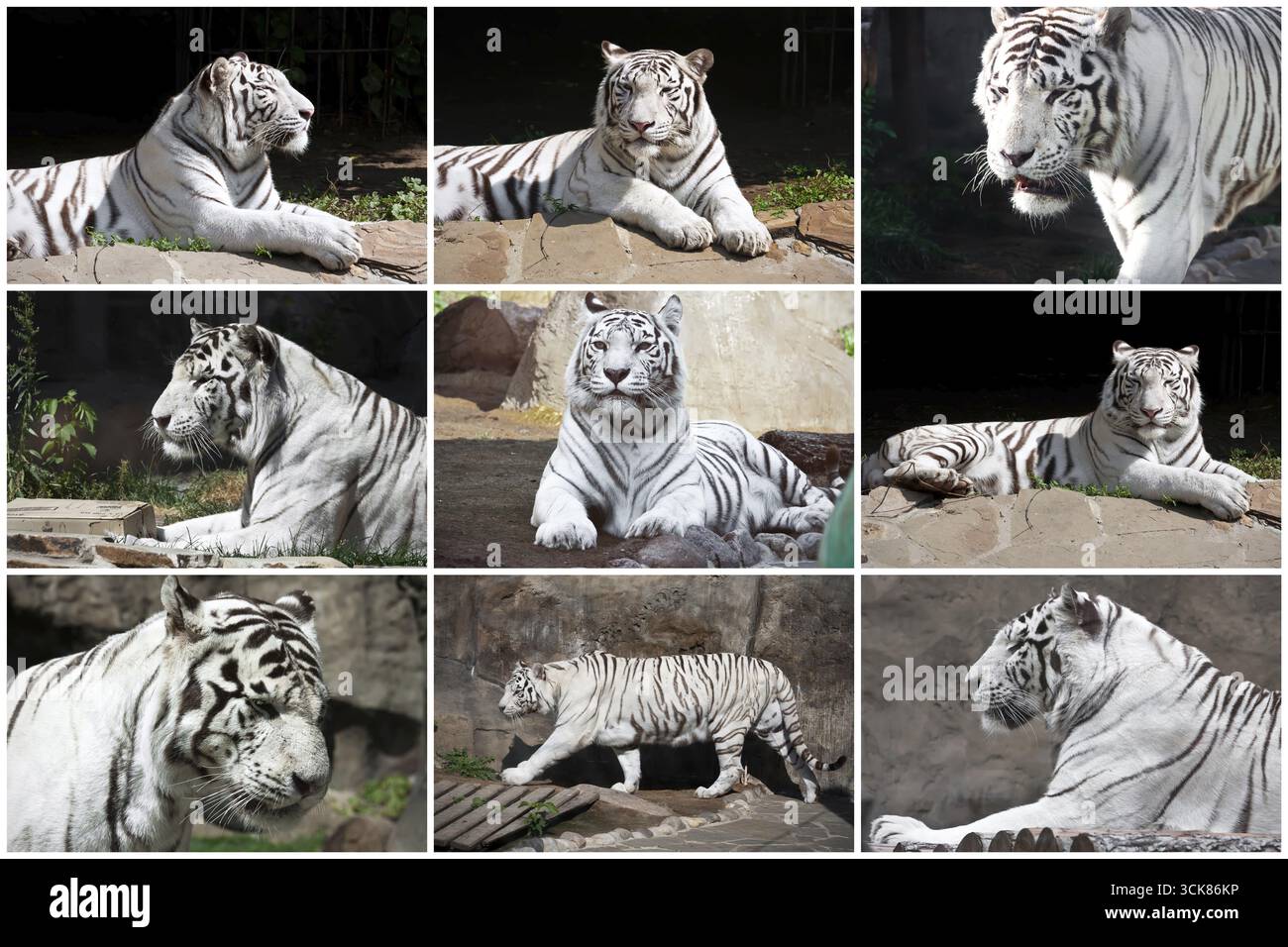 Wunderschöne Fotos von White Tiger im Zoo Stockfoto