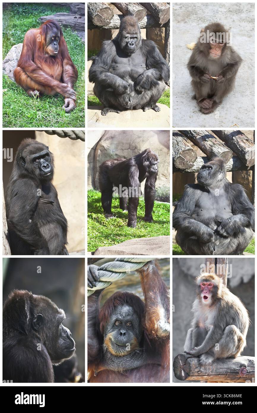 Schöne Fotos von niedlichen Affen im zoo Stockfoto