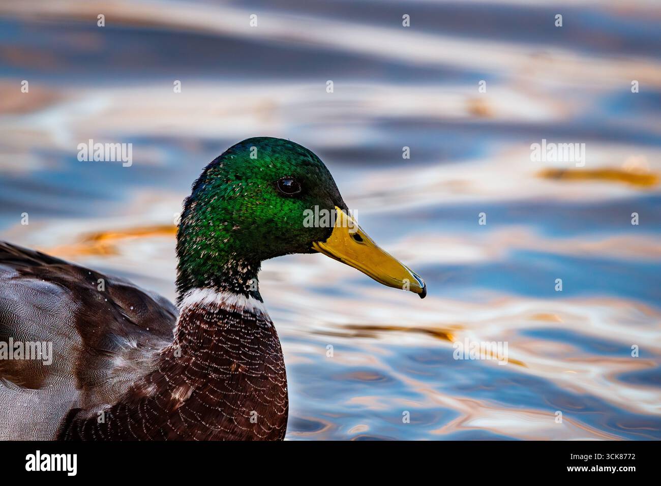 Eine atemberaubende Nahaufnahme eines männlichen Stockenten, die das leuchtende Grün und Lila schillernde Schillern seines Kopfes und das kräftige Gelb seines Stiels hervorhebt. Stockfoto
