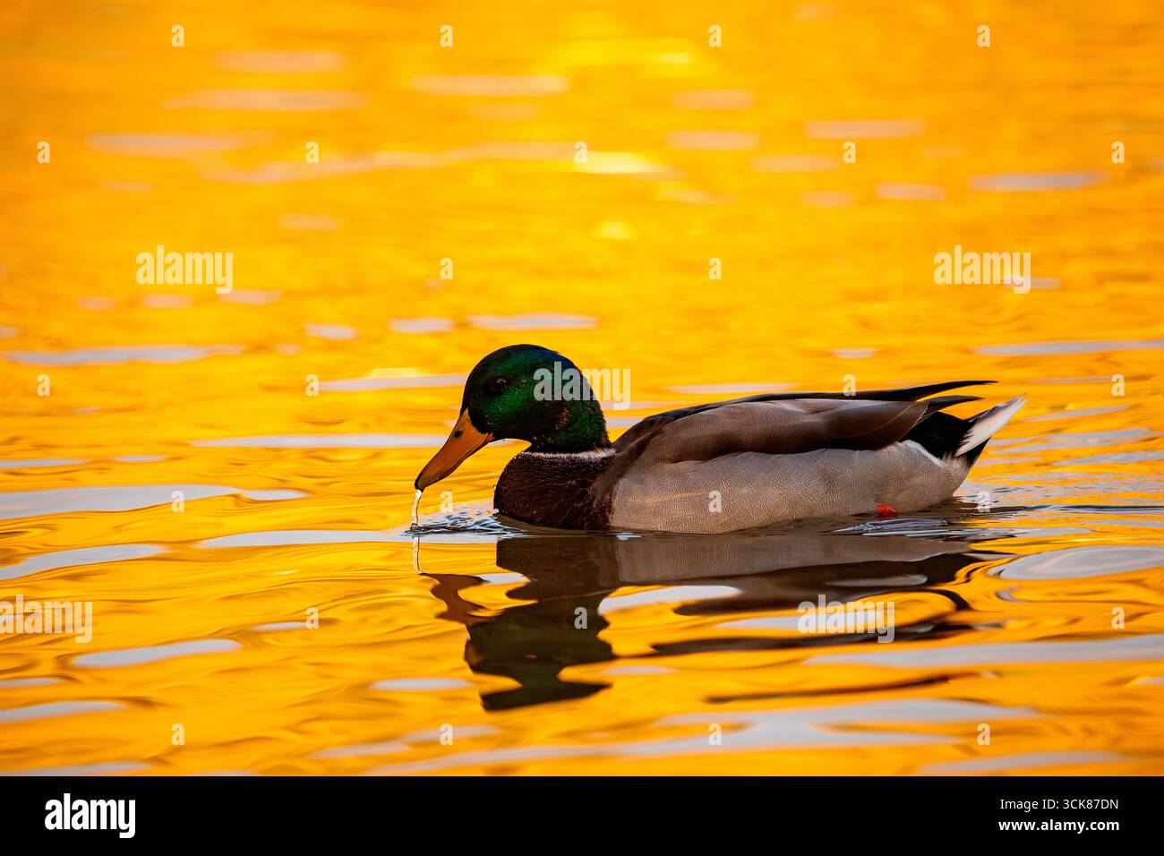 Ein Ganzkörperschuss einer männlichen Stocke, die durch das Wasser gleitet, mit einer kleinen Welle hinter ihm. Stockfoto