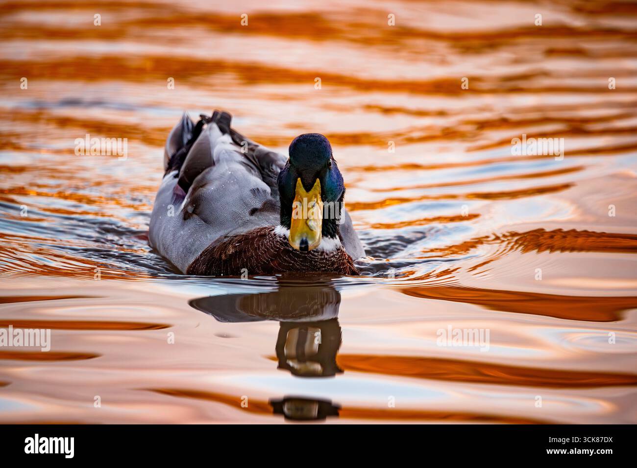 Eine fesselnde Aufnahme einer männlichen Stockenten, die direkt in Richtung der Kamera schwimmt Stockfoto