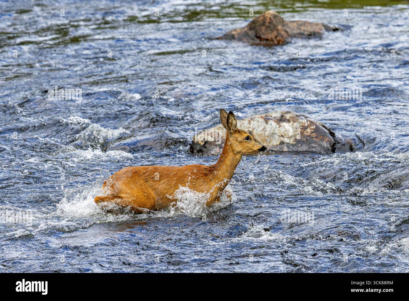 Europäisches Reh (Capreolus capreolus) Weibchen / Rehe, die im Frühjahr das schnell fließende Wasser des Flusses/Flusses überqueren Stockfoto