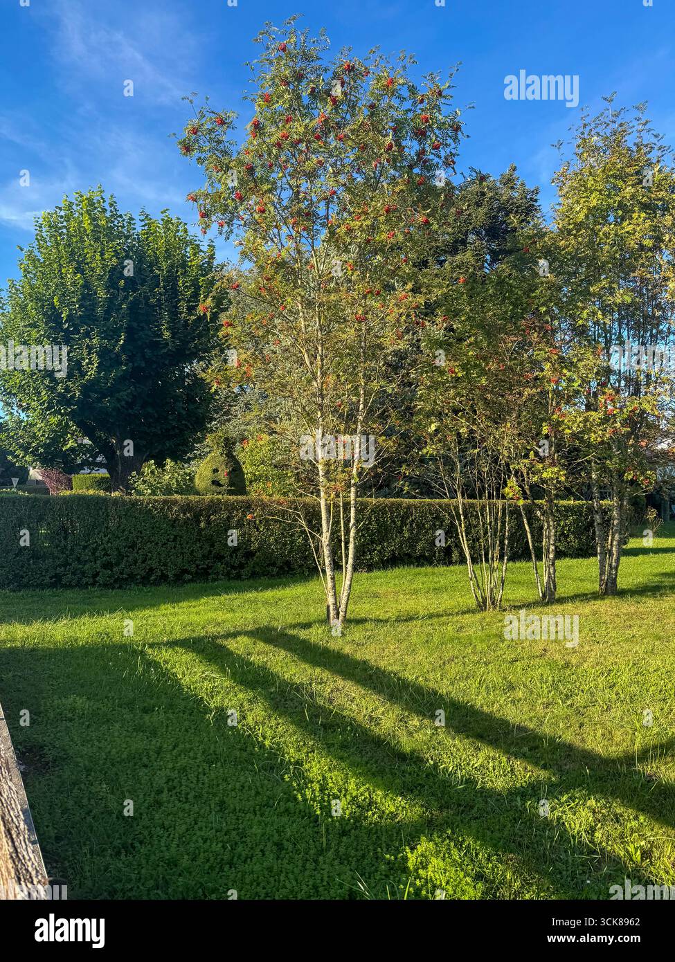 Landschaftsgarten mit plyaful-kugelförmiger Oberfläche, grasbewachsenem Rasen, roten Beerenbäumen, Hecke und blauem Himmel unter weichem Sonnenlicht. - Smartphone-aufgenommenes Stockfoto