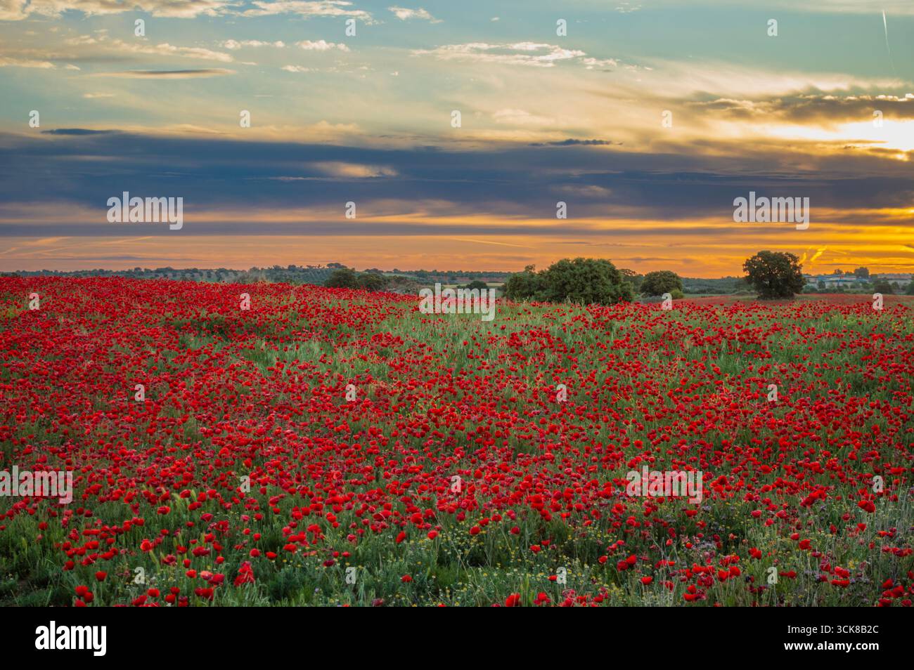 Campo de amapolas al anoChecer Stockfoto
