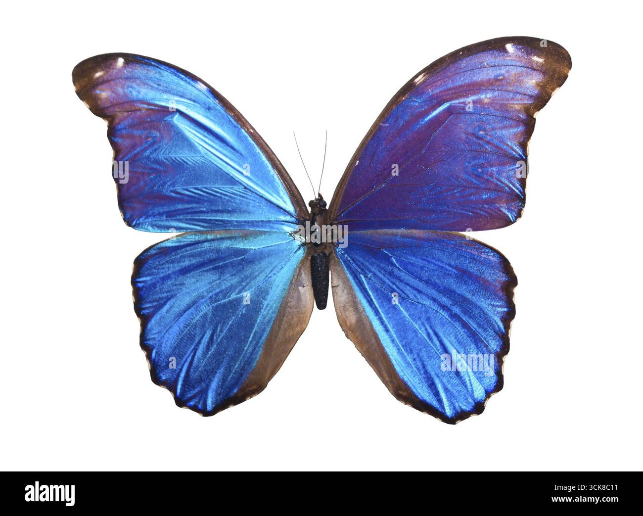 Wunderschöner tropischer Schmetterling Morpho Didius isoliert auf weißem Hintergrund Stockfoto