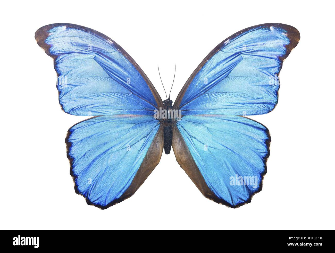 Wunderschöner tropischer Schmetterling Morpho Didius isoliert auf weißem Hintergrund Stockfoto