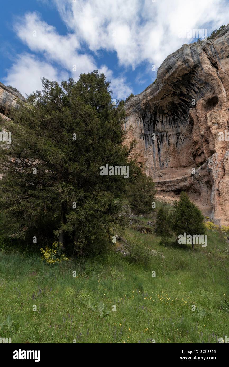 Wacholderbäume wachsen in der Nähe blühender Wiesen unter überhängenden Klippen im cueva grande de la hoz seca Canyon, Ucero, spanien Stockfoto
