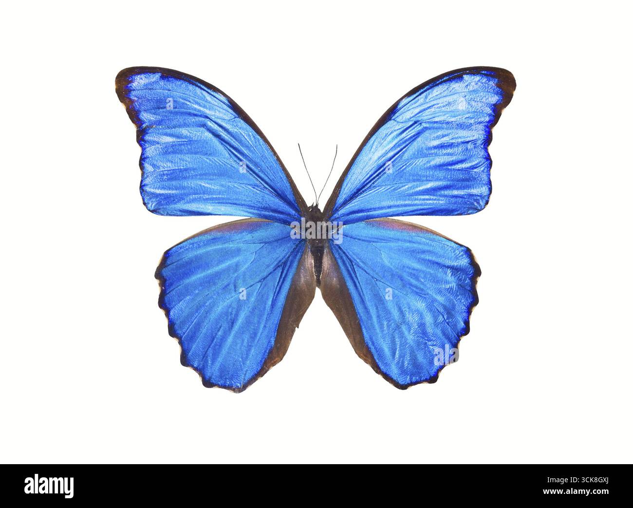 Wunderschöner tropischer Schmetterling Morpho Didius isoliert auf weißem Hintergrund Stockfoto