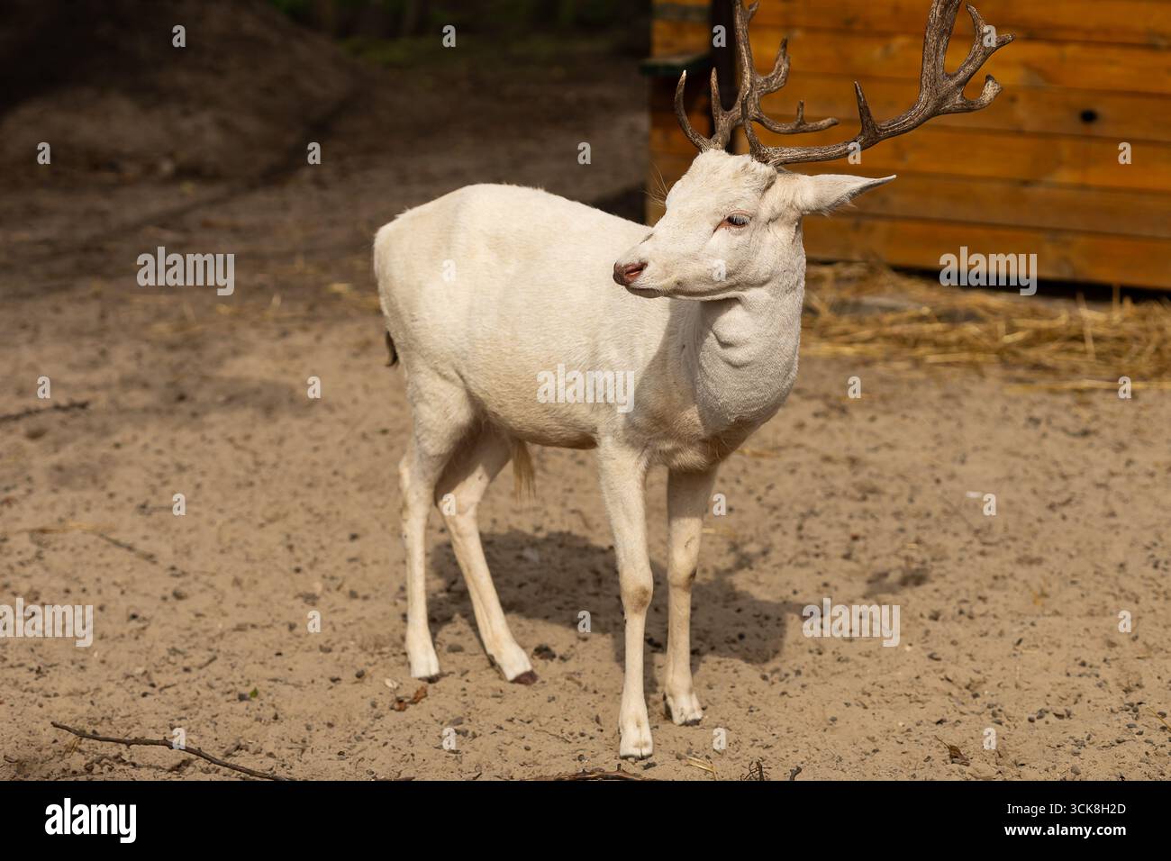 Majestätischer weißer Hirsch mit Geweih, der anmutig in natürlicher Umgebung steht. Mythische Symbolik, spirituelle Legende und geheimnisvolle Präsenz in der Natur Stockfoto