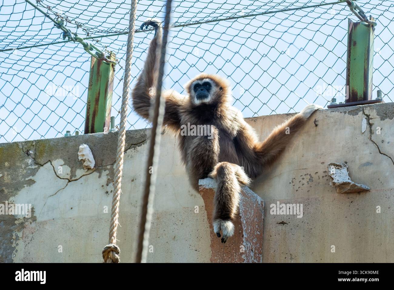 Der agile Gibbon-Affe klettert und schwingt mit langen Armen in einer üppigen Dschungel-Umgebung und hebt seine wilde Lebensweise und sein natürliches Verhalten in einer Vibran hervor Stockfoto