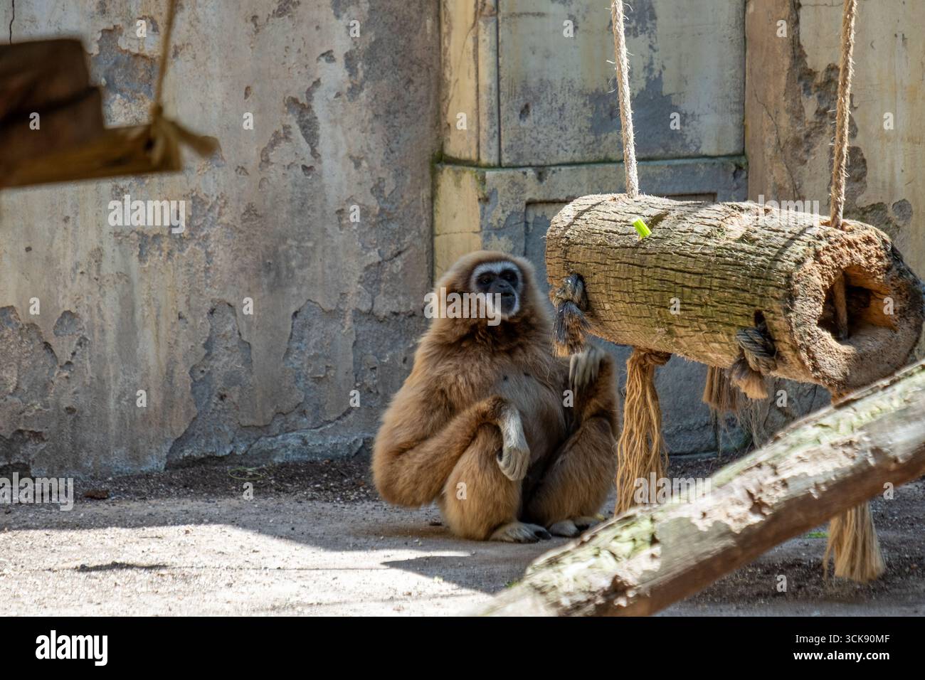 Der wendige Gibbon-Affe ruht neben einem Holzstamm in seinem natürlichen Lebensraum und zeigt seine langen Arme und die wilde Natur in einer lebhaften Dschungelumgebung mit Stockfoto