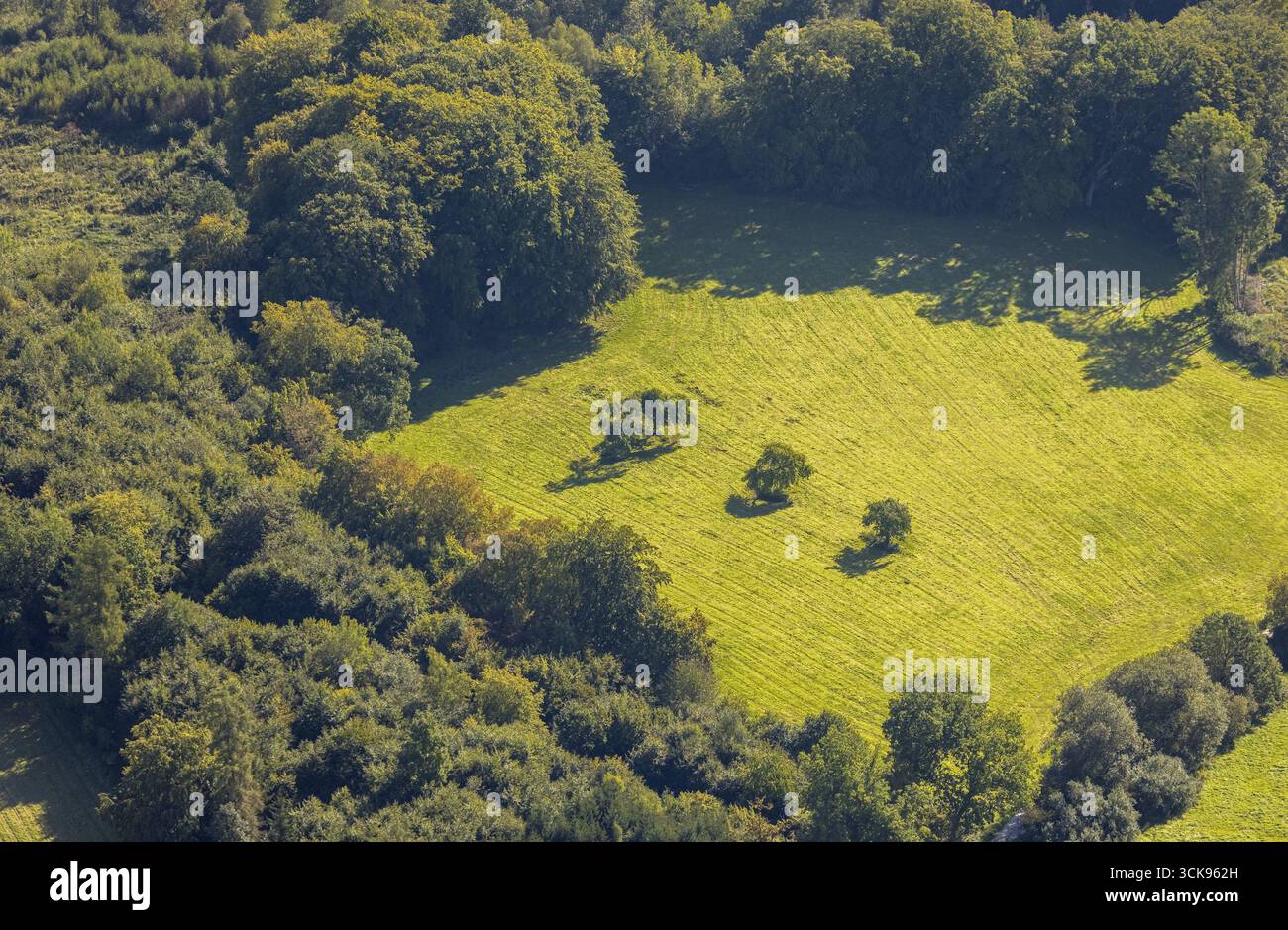 Aus der Vogelperspektive, drei Bäume auf einer Wiese, Formen und Farben, Volkringhausen, Balve, Sauerland, Nordrhein-Westfalen, Deutschland, Baum auf der Wiese, Gruppe von Stockfoto