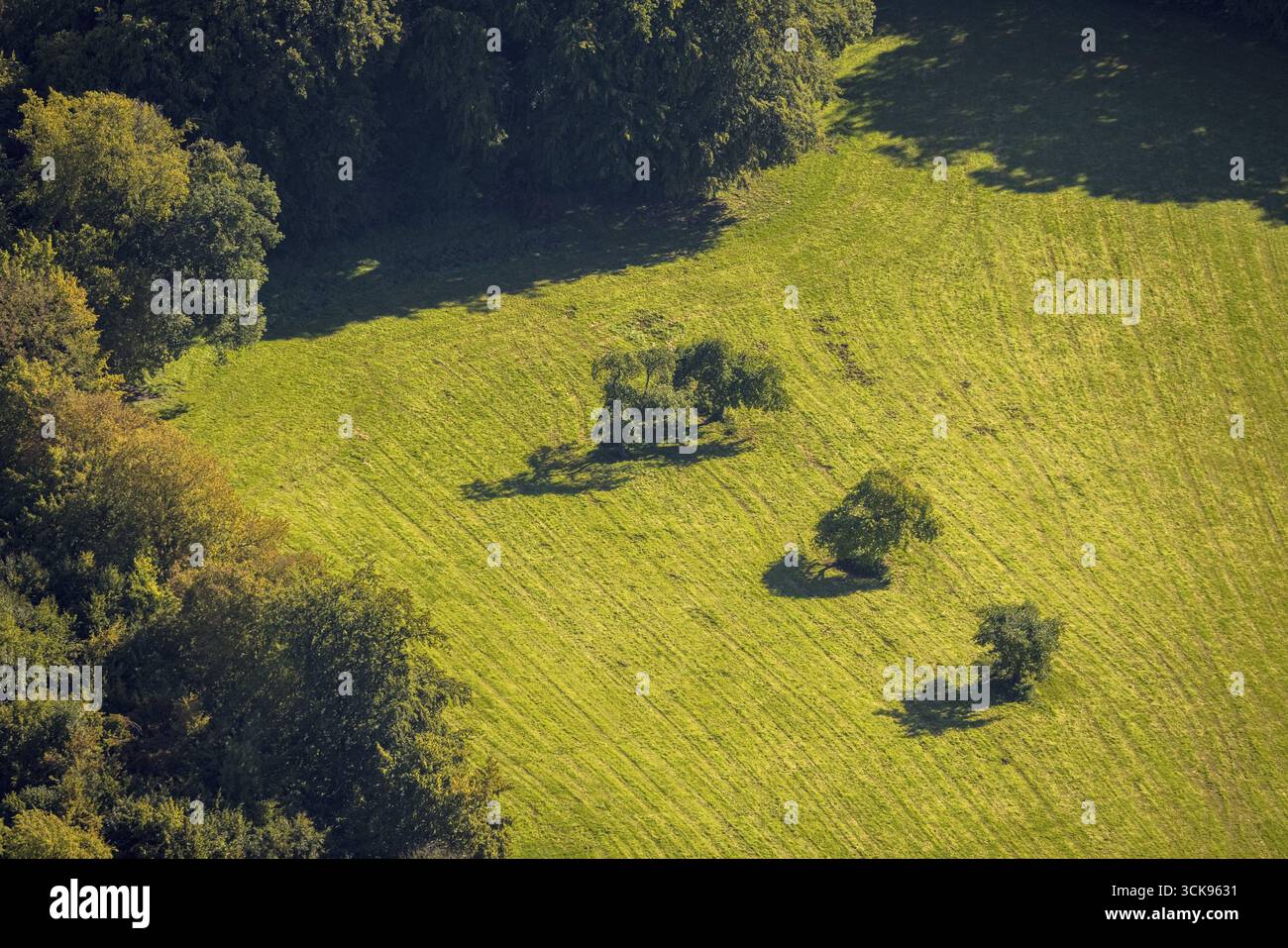 Aus der Vogelperspektive, drei Bäume auf einer Wiese, Formen und Farben, Volkringhausen, Balve, Sauerland, Nordrhein-Westfalen, Deutschland, Baum auf der Wiese, Gruppe von Stockfoto