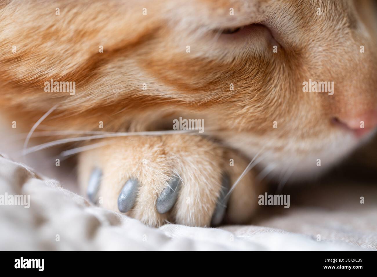 Orangefarbene Katze mit markantem Fell, die bequem mit den Pfoten unter dem Kinn liegt und ihre einzigartige Klauenfarbe zeigt. Stockfoto