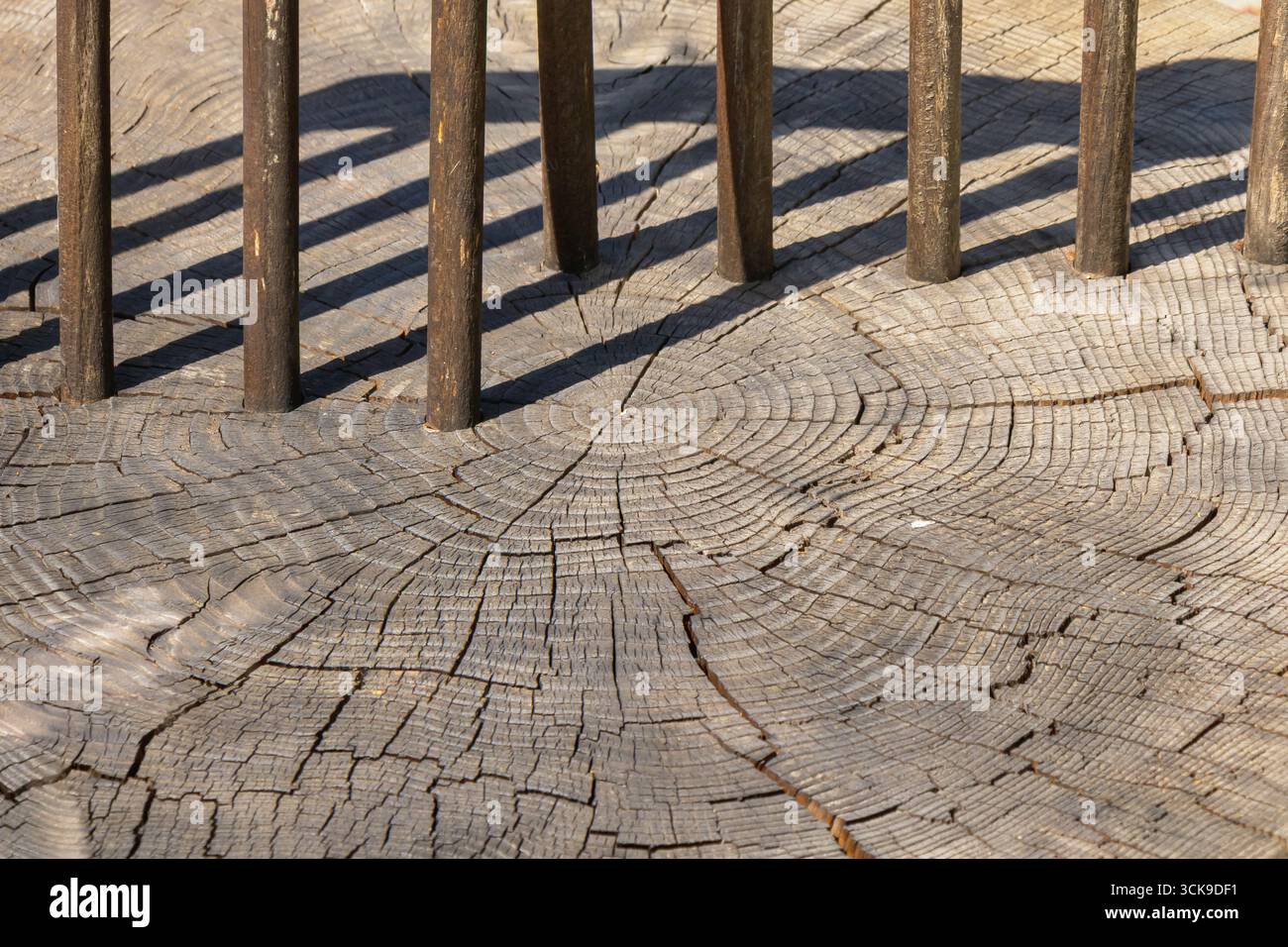 Detaillierte Textur eines geschnittenen Baumstumpfes mit Jahresringen und Rissen, mit vertikalen Holzstäben, die Schatten werfen. Abstrakter natürlicher Hintergrund für Stockfoto