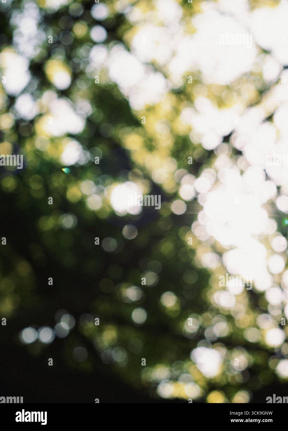 Eine abstrakte Ansicht des Sonnenlichts, das durch die Blätter filtert und einen traumhaften Bokeh-Effekt in einer natürlichen Umgebung erzeugt Stockfoto