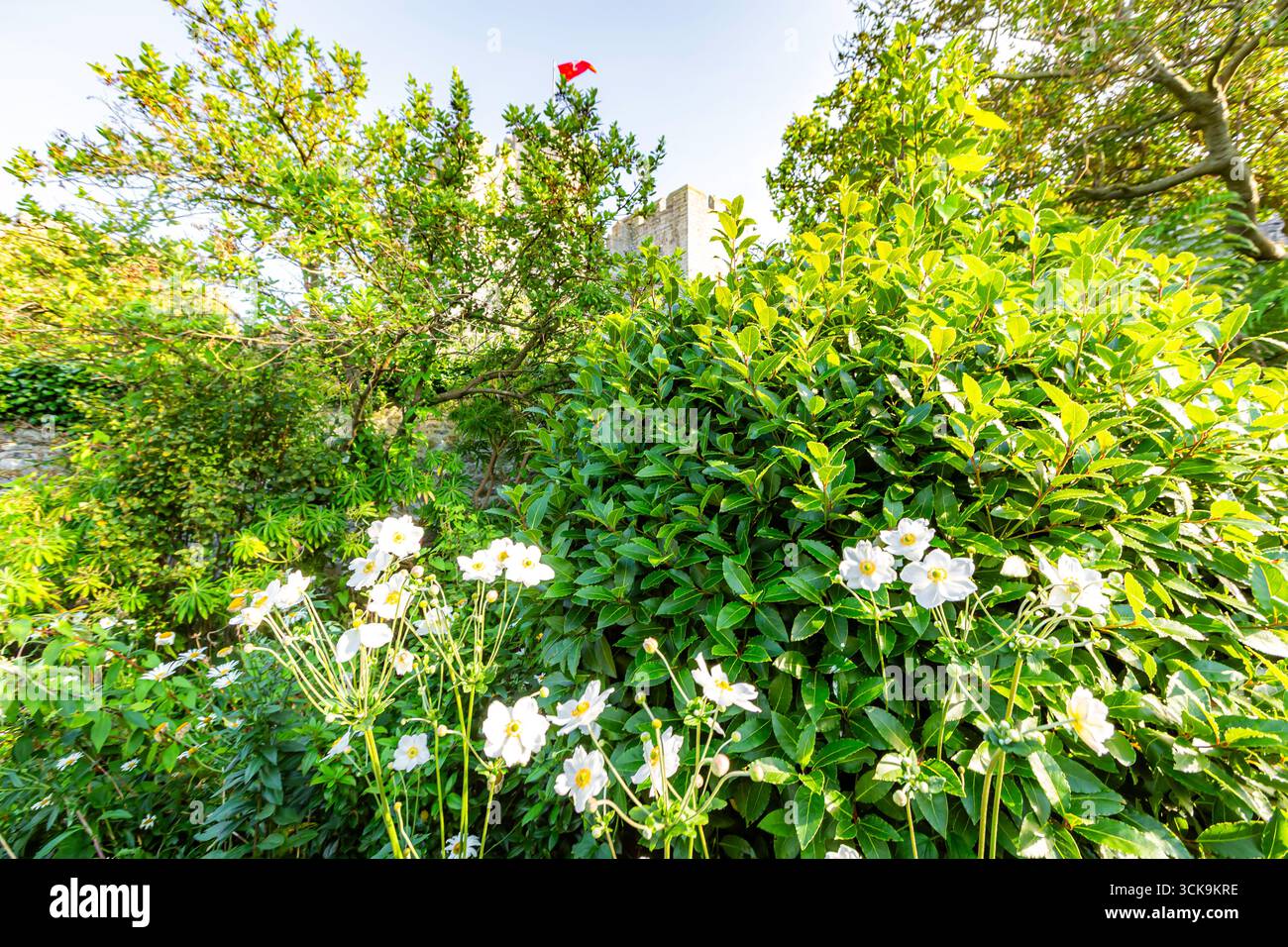 Castletown Isle of man 08,05,2023 Garten mit einer weißen Blume und einer roten Flagge. Die Blumen sind in voller Blüte und die Flagge ist rot Isle of man - Stockfoto