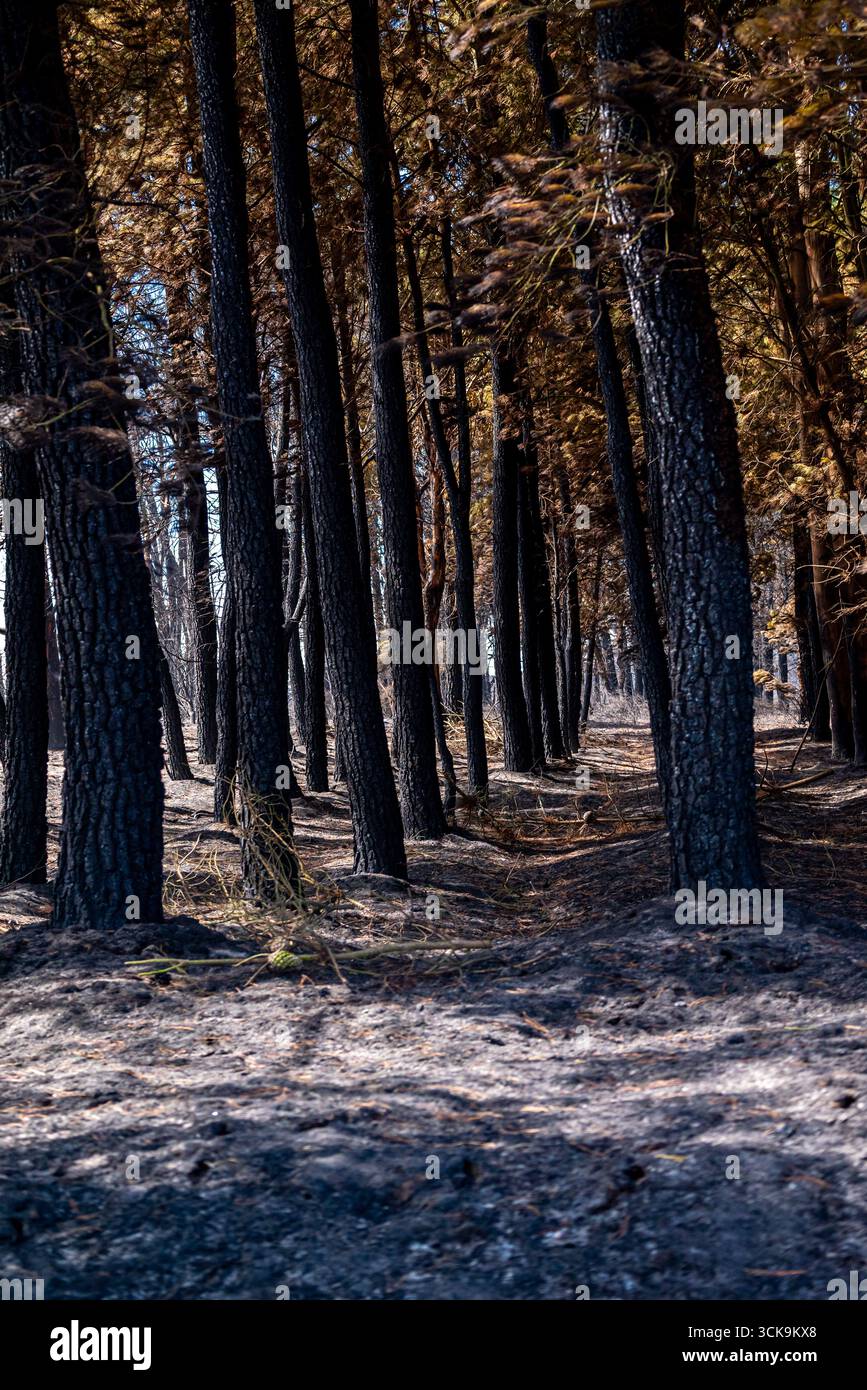 Der lange und schwierige Weg zur Regeneration für ein geschädigtes Ökosystem die Hoffnung auf Wiedergeburt Stockfoto