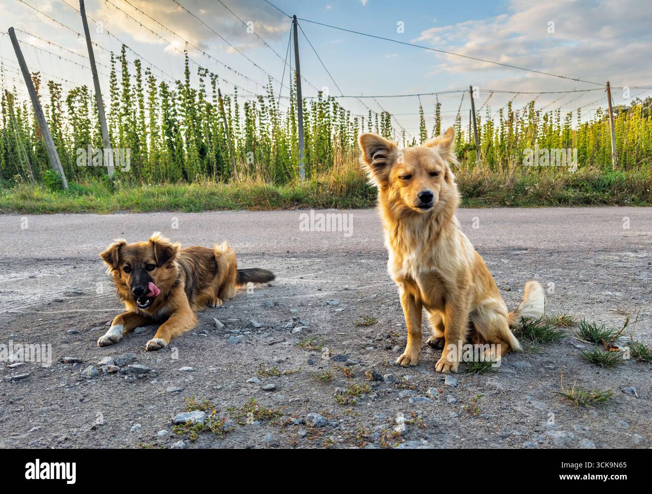 Zwei goldbraune Hunde ruhen während des Sonnenuntergangs auf der Asphaltstraße in der Nähe des landwirtschaftlichen Hopfenfeldes aus Stockfoto