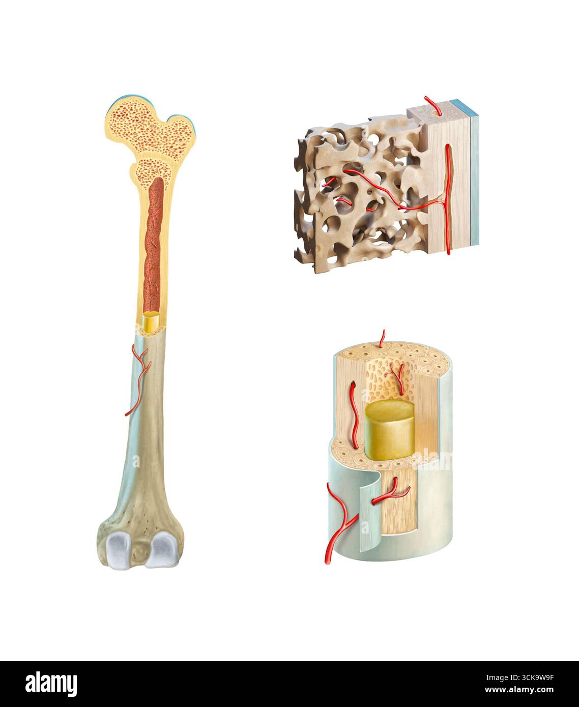 Querschnitt eines menschlichen Femurs mit Nahaufnahmen seiner inneren Struktur. Digitale Illustration. Stockfoto