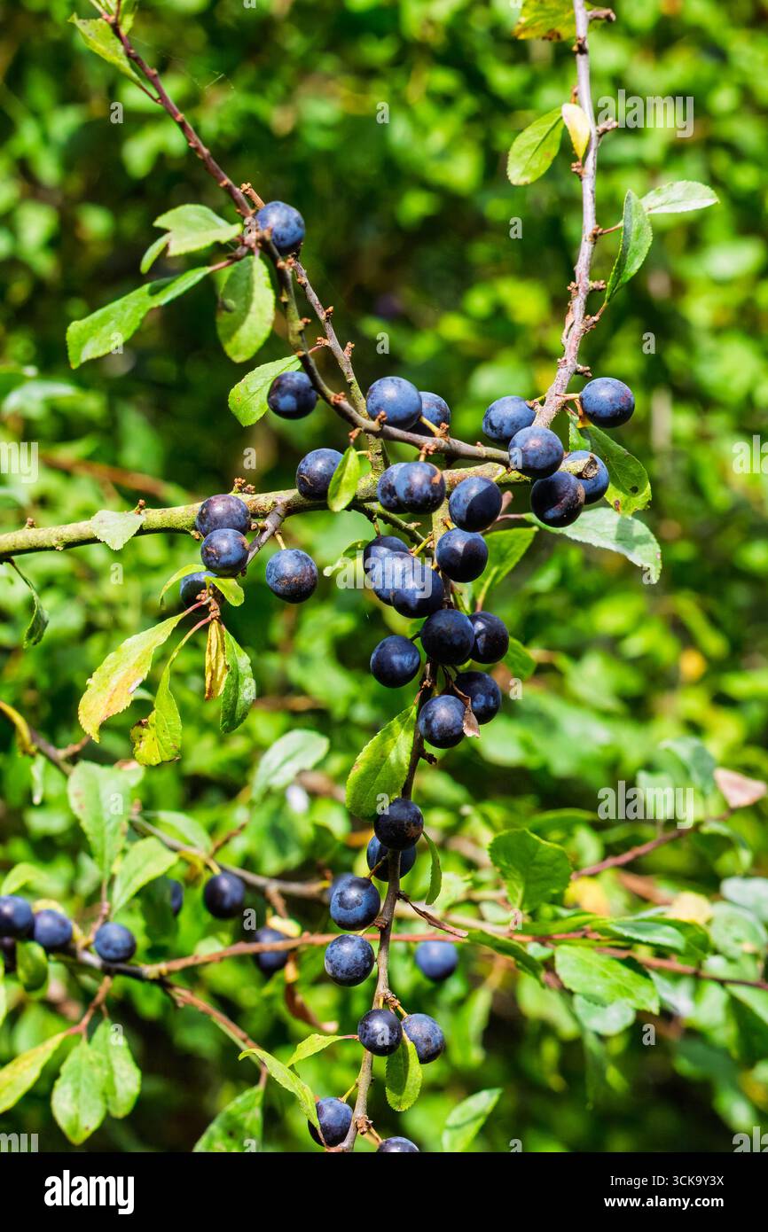 Dorndornbusch (Prunus spinosa), mit einer Gruppe reifer lila Früchte im Herbst. Stockfoto