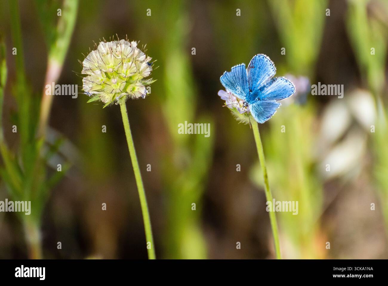 Blauer Schmetterling, der während sonniger Tageslichtstunden auf einer zarten Blume auf einer lebendigen Wiese ruht Stockfoto