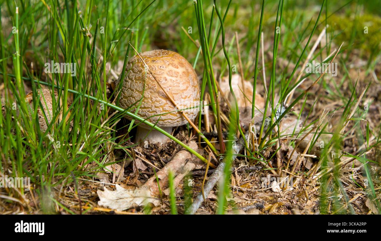 Parasolpilz (Macrolepiota procera), der in einer grasbewachsenen Waldlichtung wächst Stockfoto
