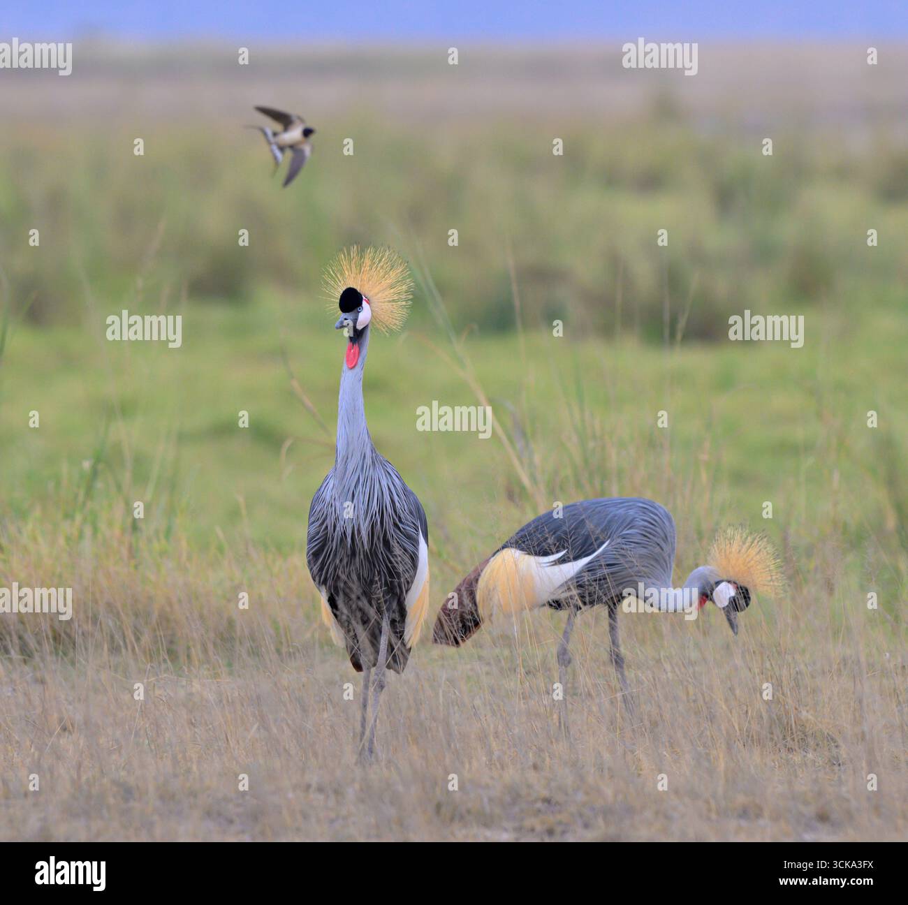 Ein Paar graue (graue oder afrikanische) gekrönte Kraniche (Balearica regulorum), die in der Nähe des Savannensees fressen, und ein Schwalbenschwanz fliegt, Amboseli NP, Kenia Stockfoto