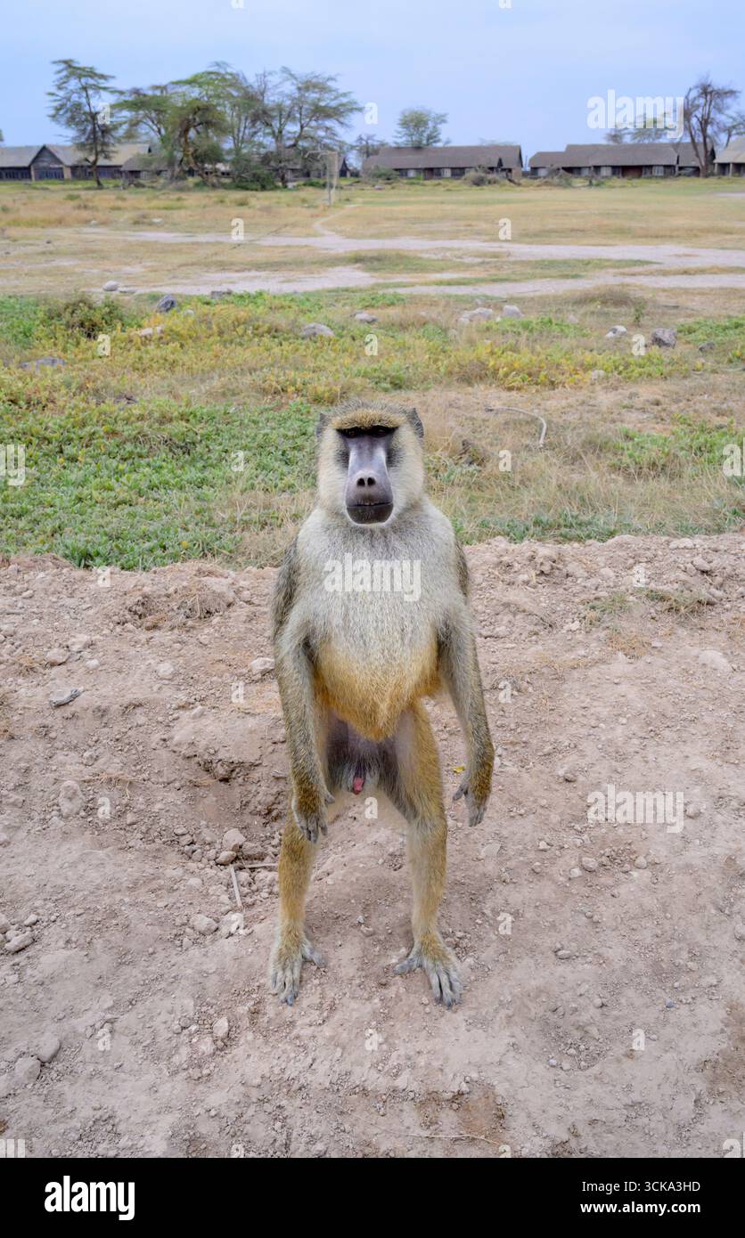 Der gelbe Pavian (Papio cynocephalus) steht aufrecht am Straßenrand, Amboseli Nationalpark, Kenia. Stockfoto
