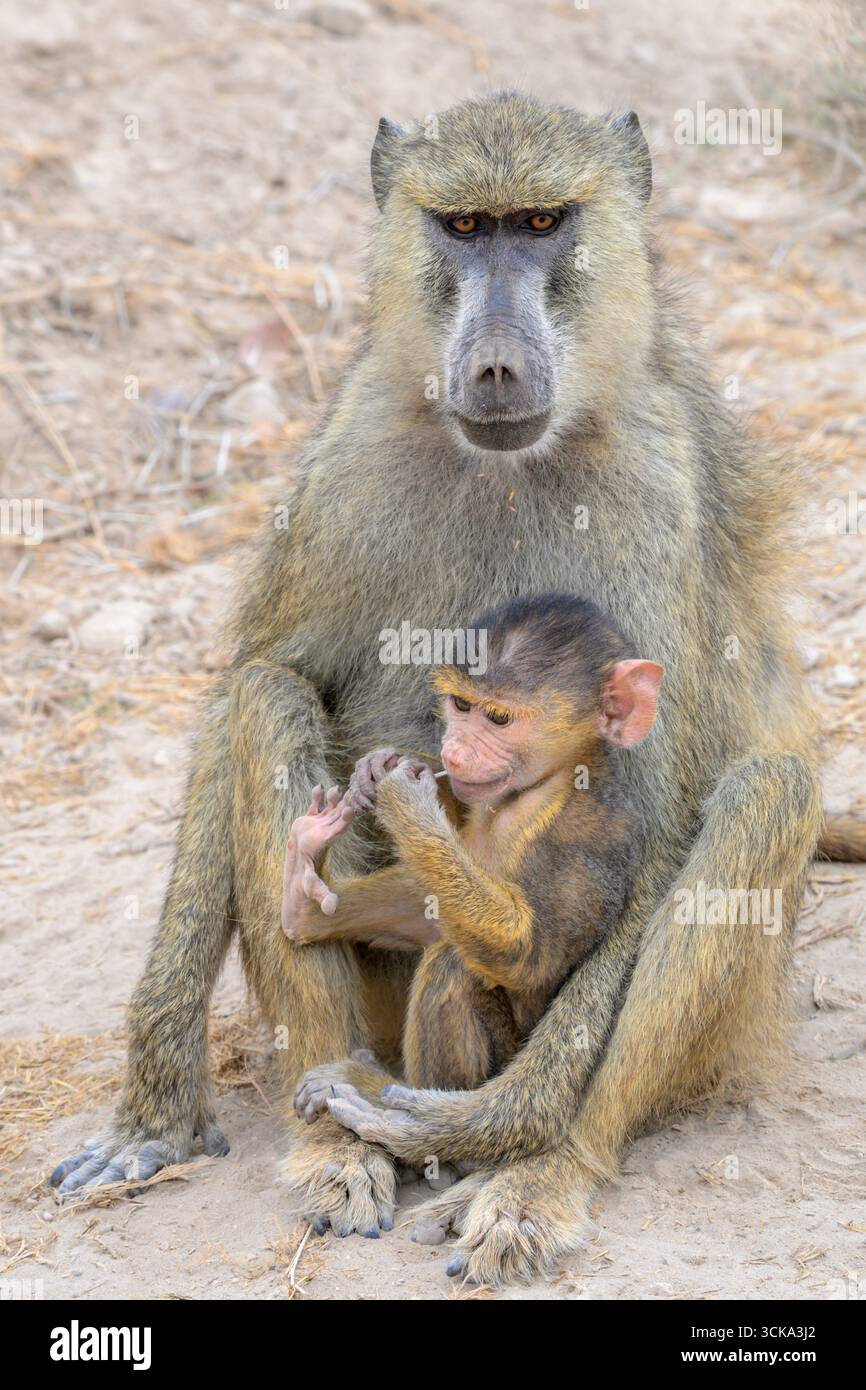 Gelber Pavian (Papio cynocephalus) Weibchen mit Baby, Amboseli National Rark, Kenia. Stockfoto