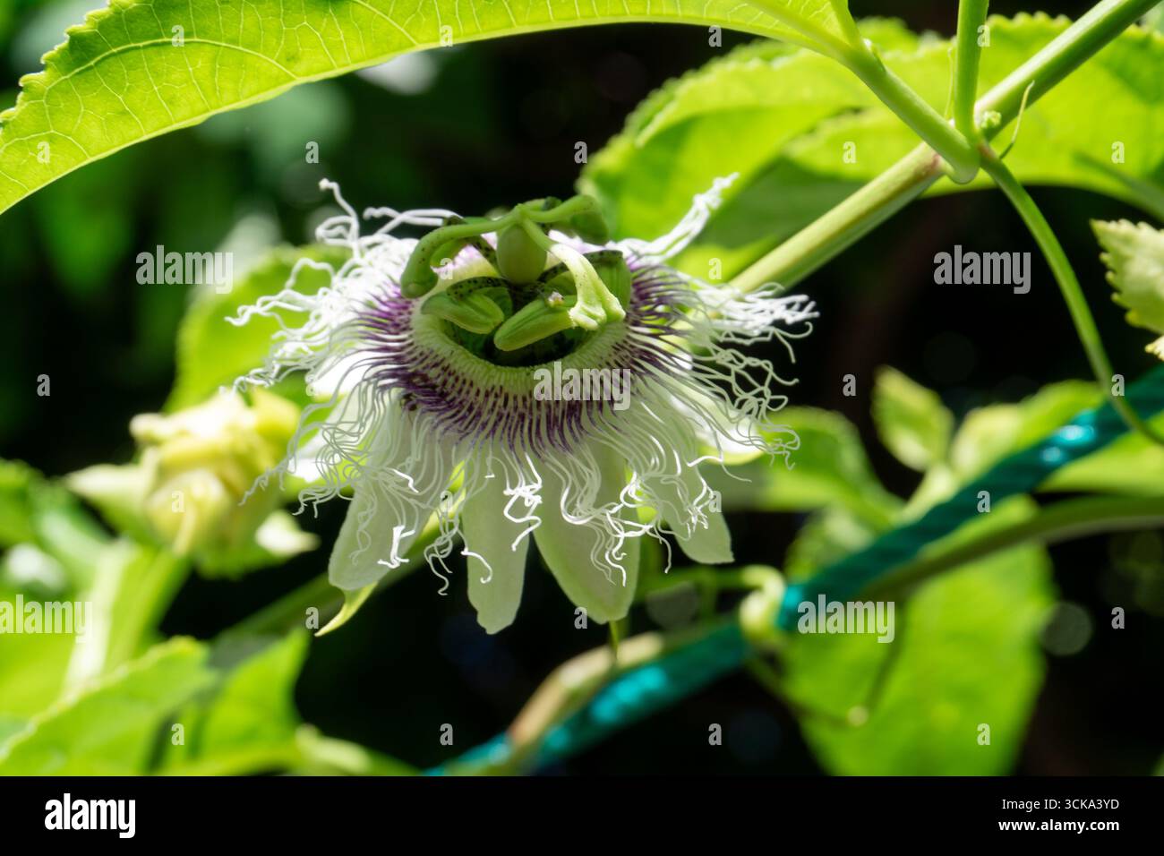 Tropische Passionsblume in voller Blüte, eine exotische Blume mit auffälligen Details Stockfoto