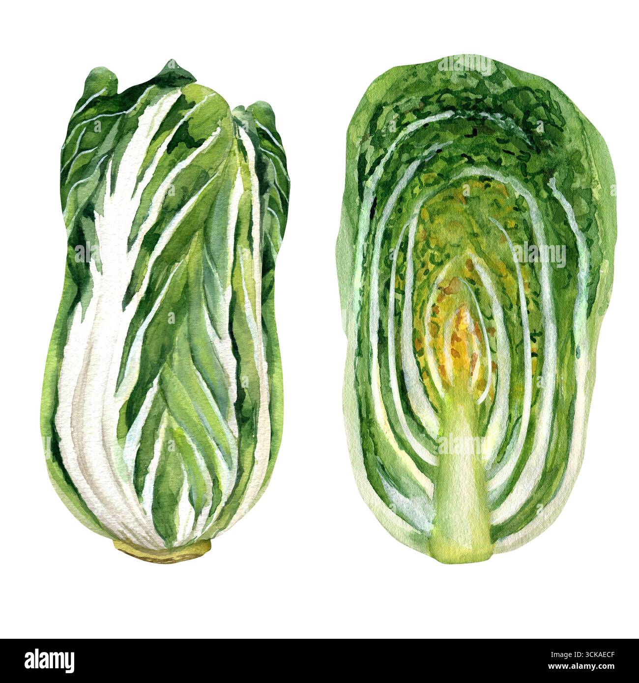 Aquarellabbildung eines Kopfes Chinakohl, ganz und in einem Schnitt. Handgezeichnet isoliert auf transparentem Hintergrund. Für Vorlagen, Rezepte Stockfoto